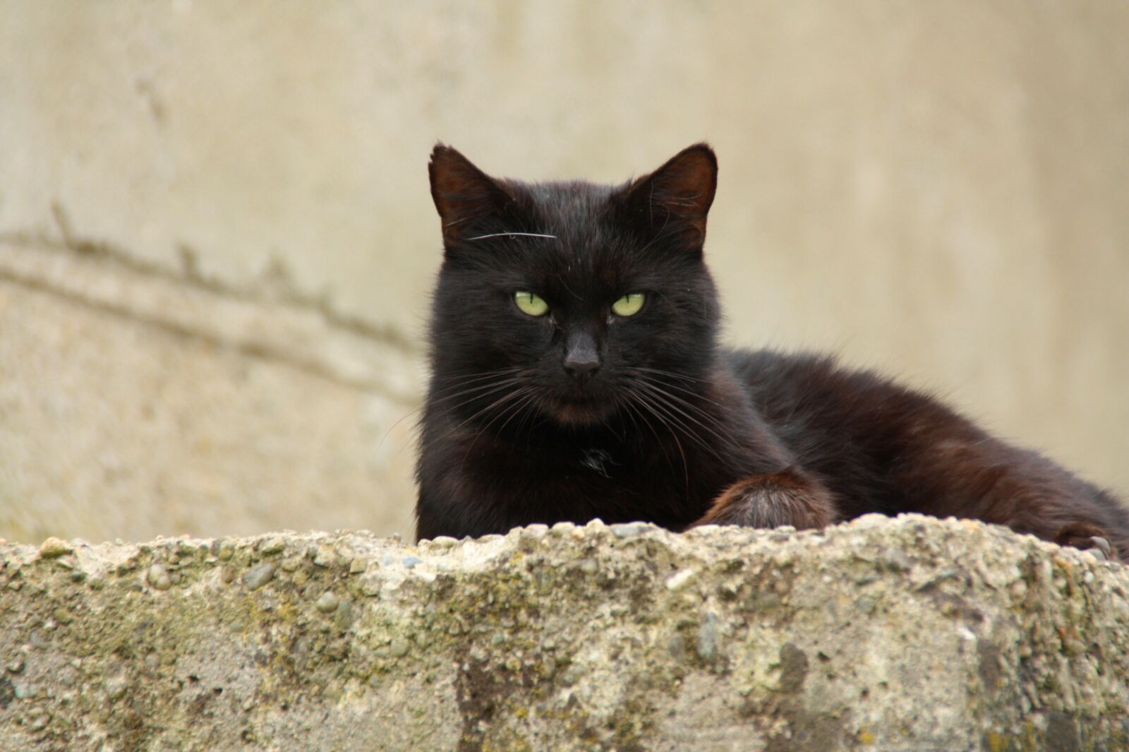 Canon EOS 450D (EOS Rebel XSi / EOS Kiss X2) sample photo. Cat, domestic cat, pet photography