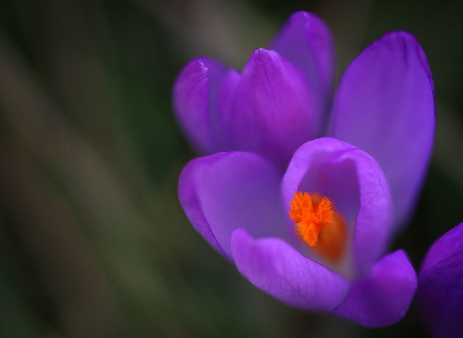 Canon EOS 80D sample photo. Crocus, spring, durham photography