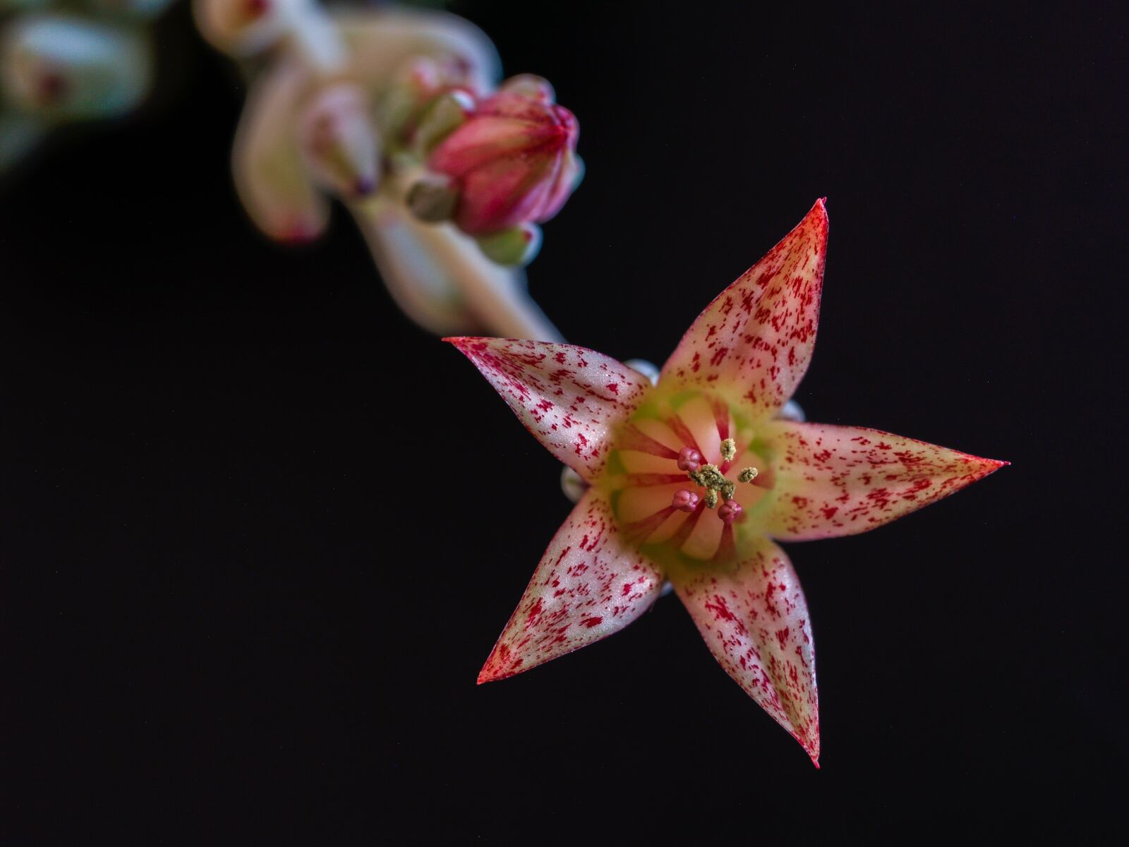 Olympus E-500 (EVOLT E-500) sample photo. Flower, background, black photography