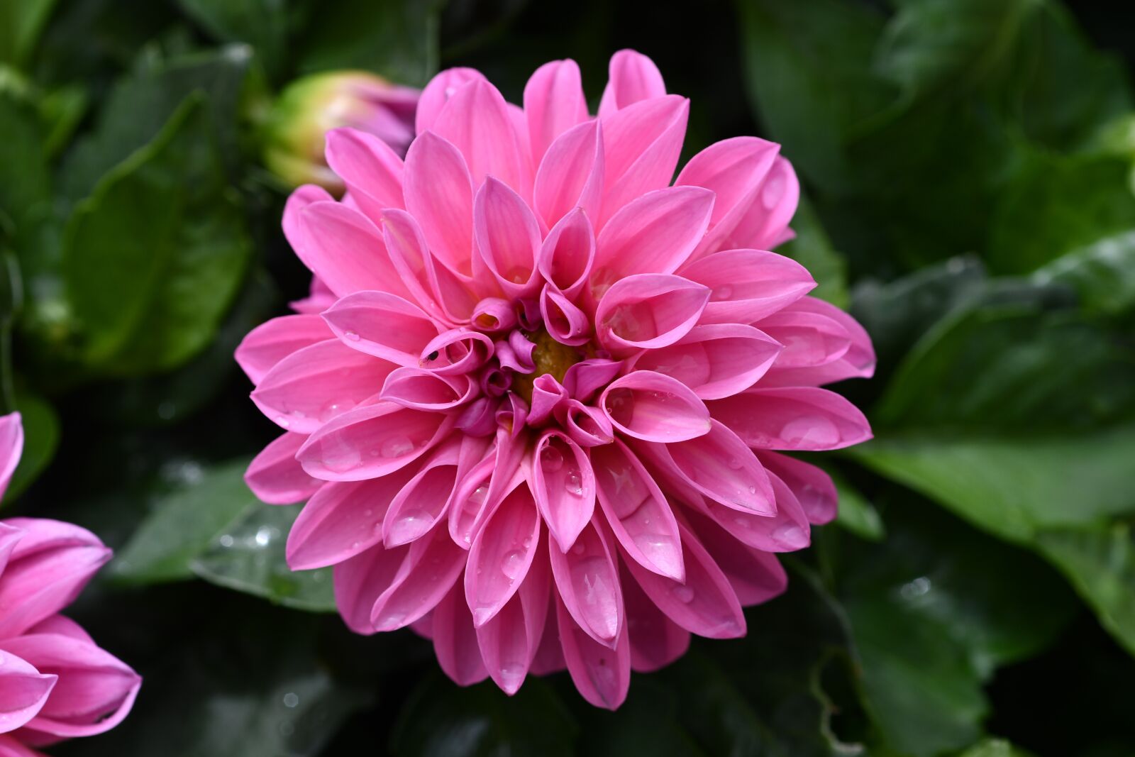 Nikon D7500 sample photo. Flowers, pink, nature photography