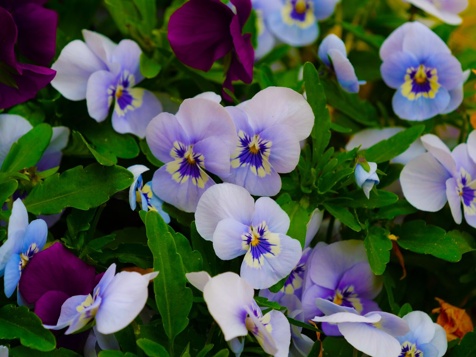 Panasonic Lumix DC-G9 sample photo. Flowers, thoughts, flowering photography