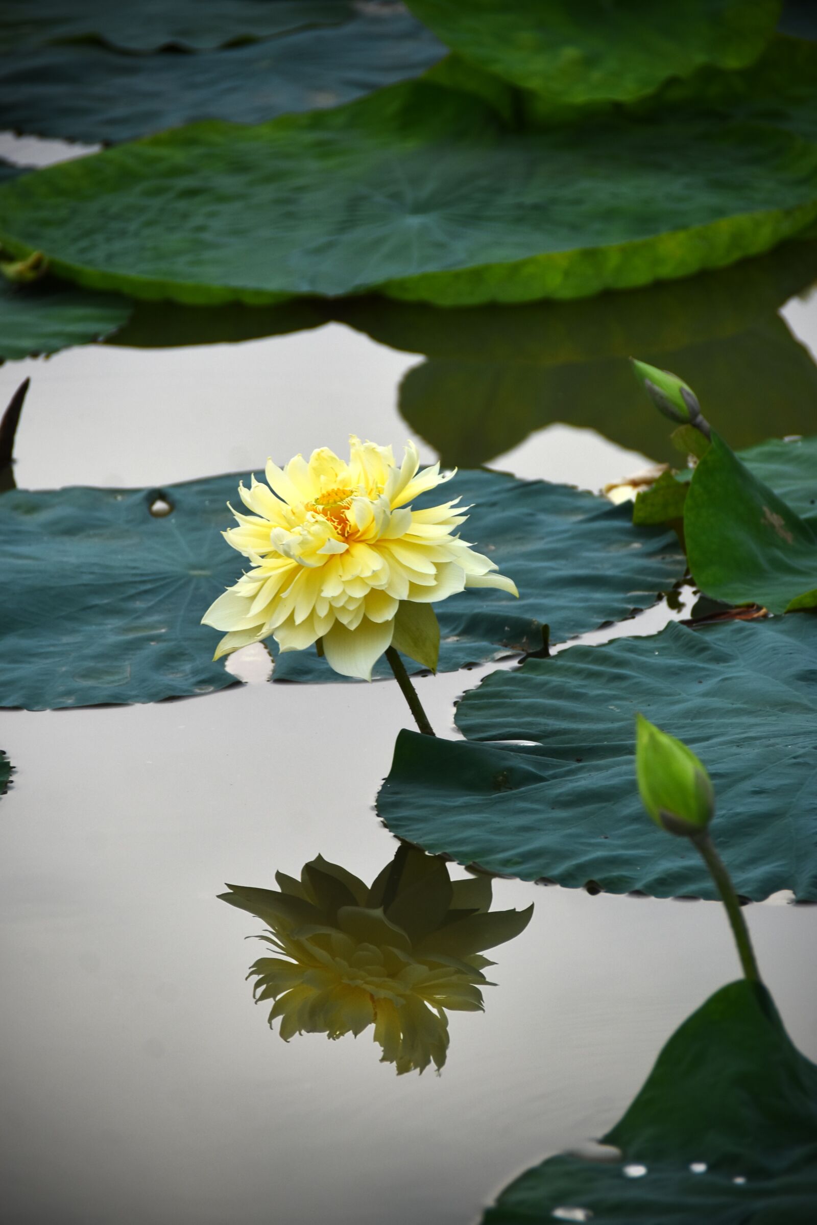 Nikon D7200 sample photo. Lotus flowers, blooming, water photography
