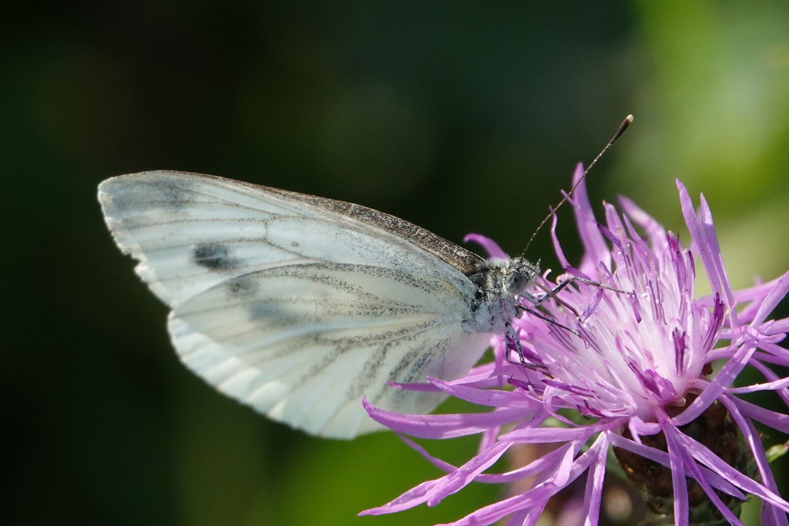Sony Cyber-shot DSC-RX10 IV sample photo. Butterfly, flower, summer photography