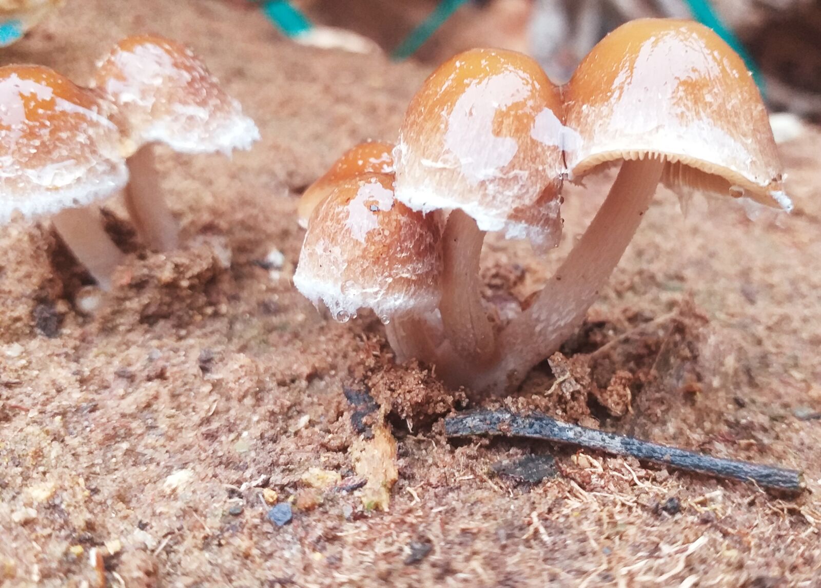 Samsung Galaxy J4+ sample photo. Forest, mushroom, nature photography