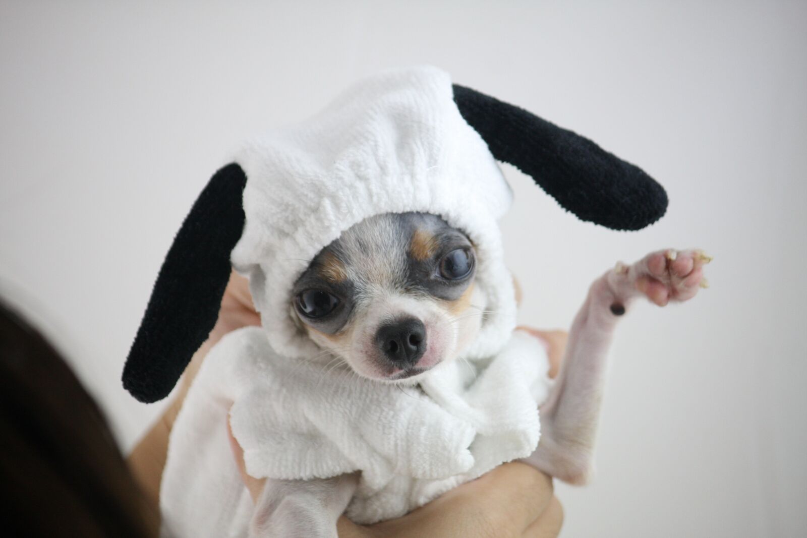 Canon EOS 40D sample photo. Dog, snoopy, cute photography
