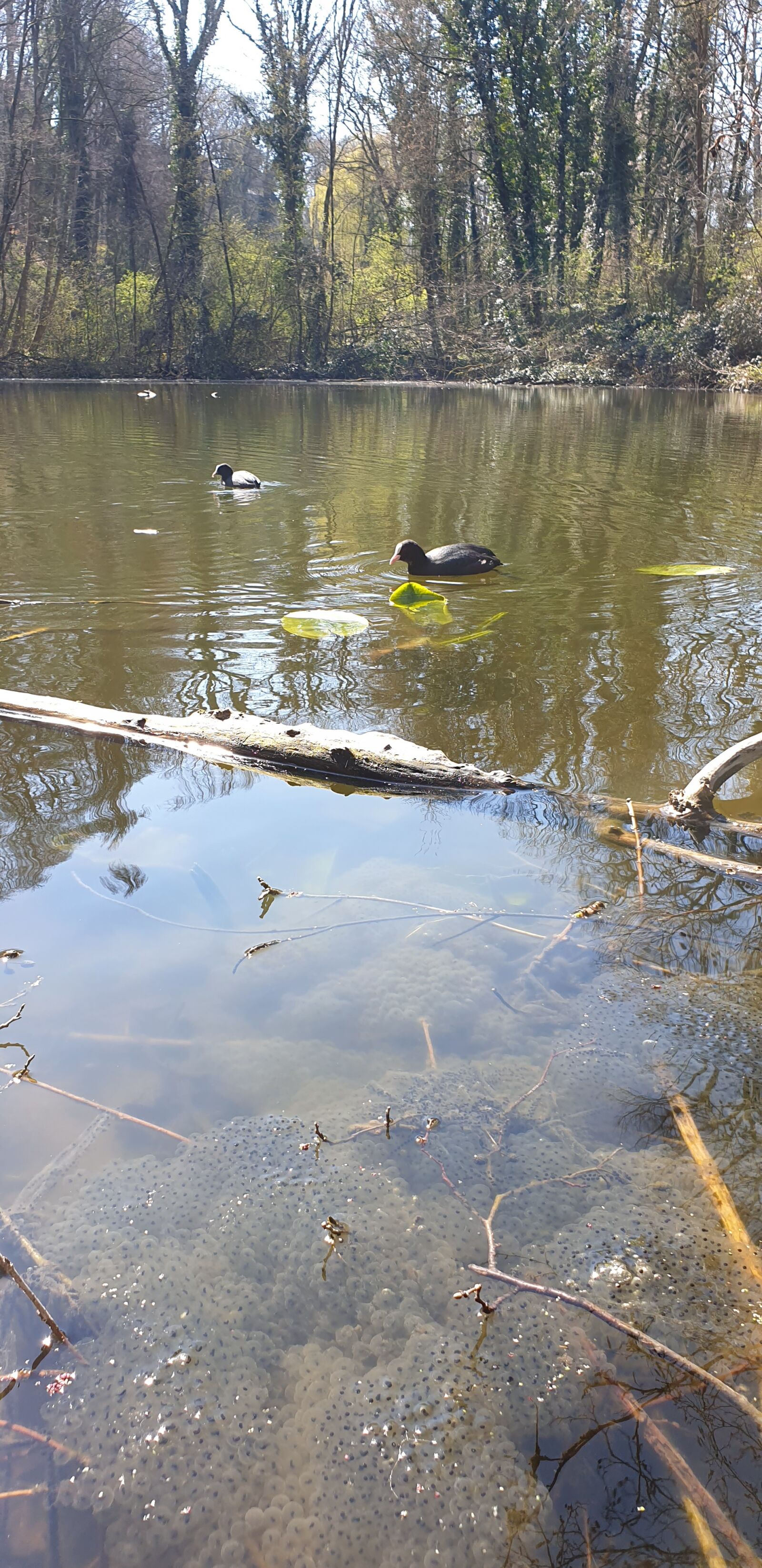 Samsung Galaxy S9+ sample photo. Spawn, frog, duck photography