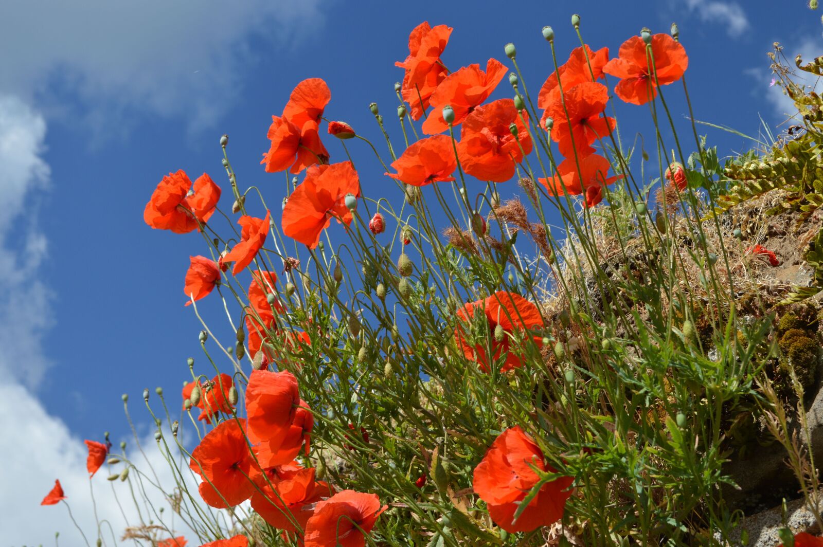 Nikon D3200 sample photo. Poppy, flowers, red photography