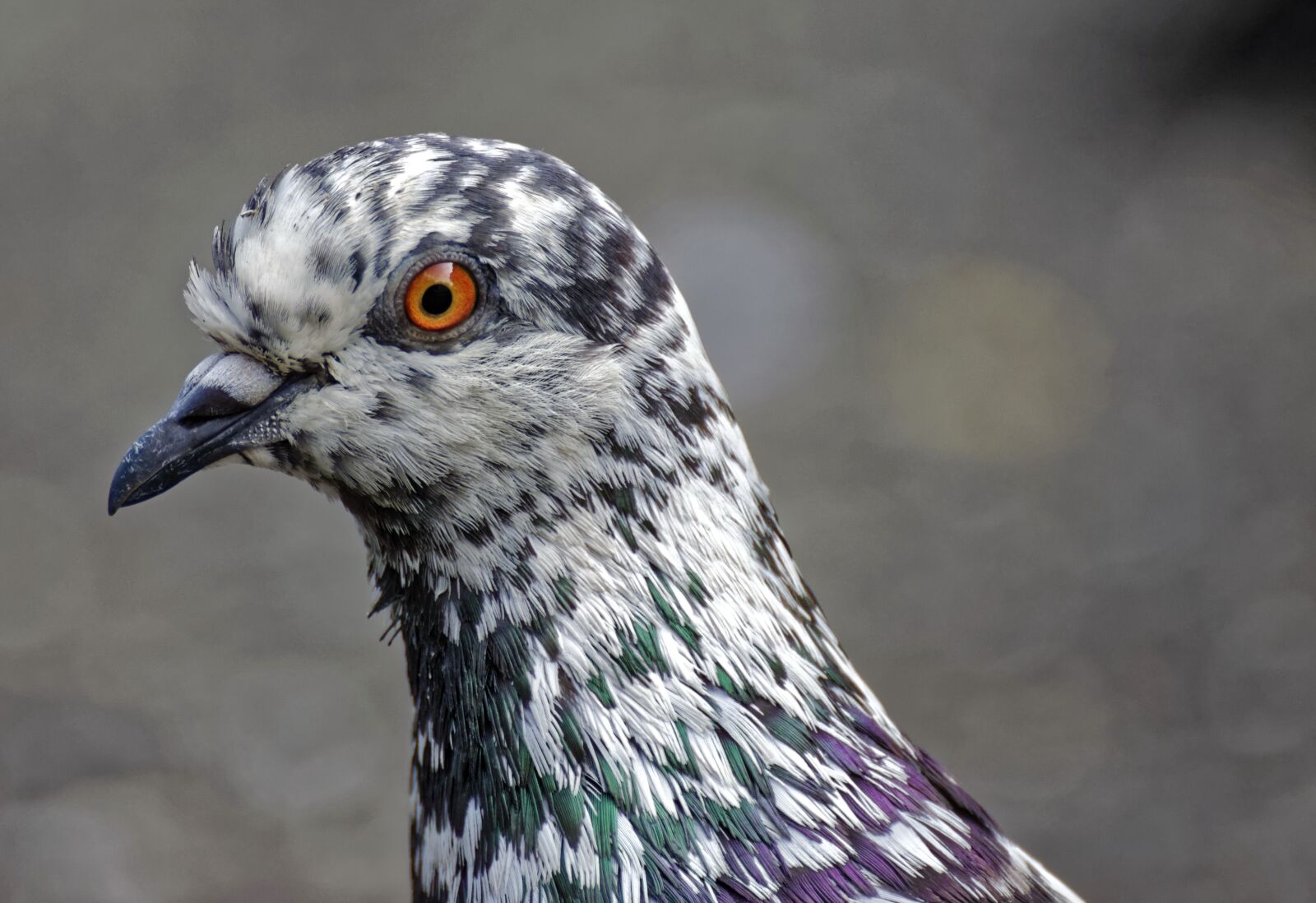Nikon D5300 sample photo. Bird, pigeon, plumage photography