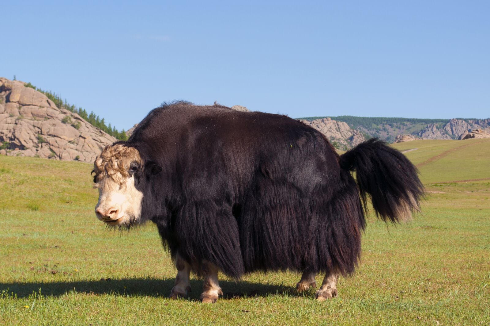 Nikon D90 sample photo. Yak, mountain, summer photography