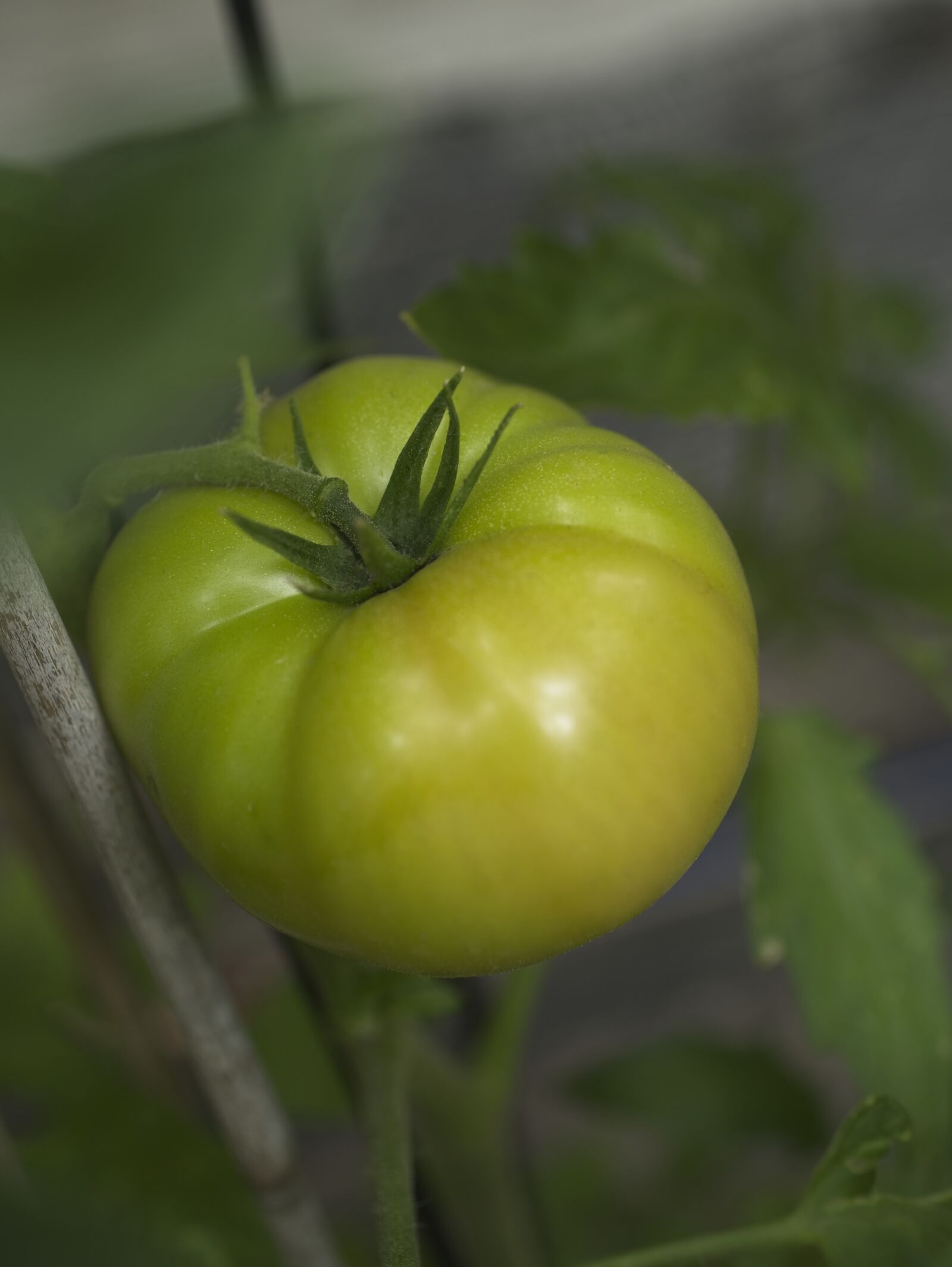 Sony a7 III sample photo. Tomato, fruit, fresh food photography
