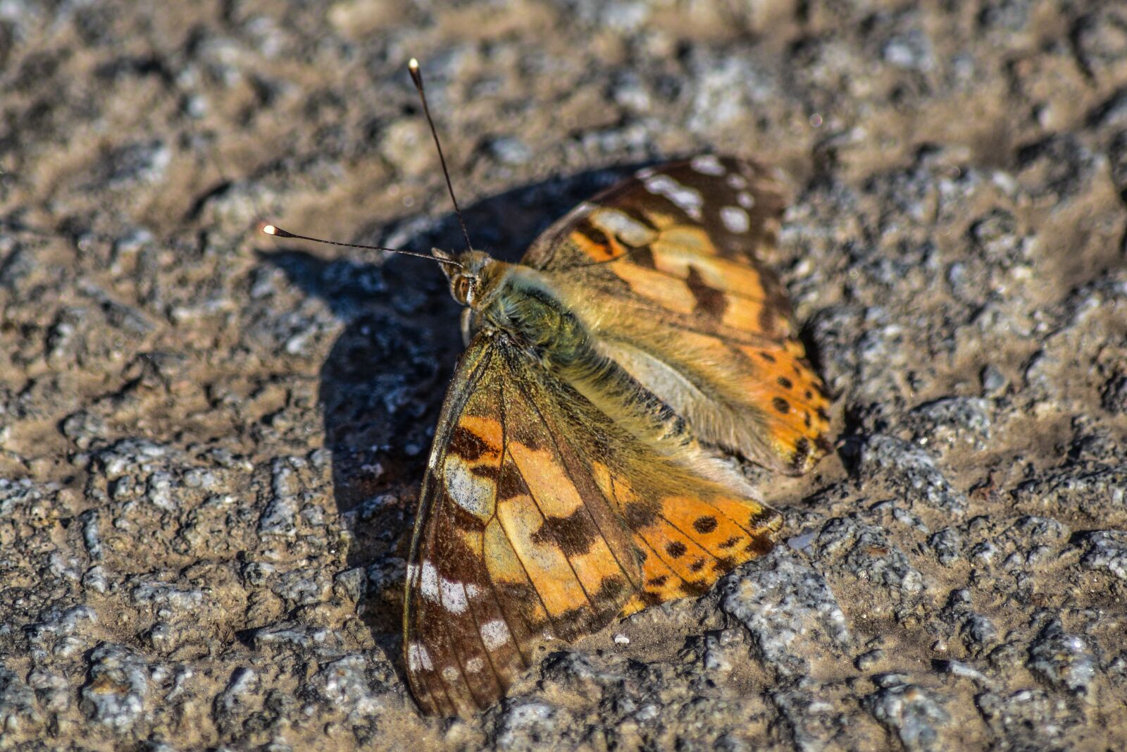 Nikon D3300 sample photo. Butterfly, nature, insect photography