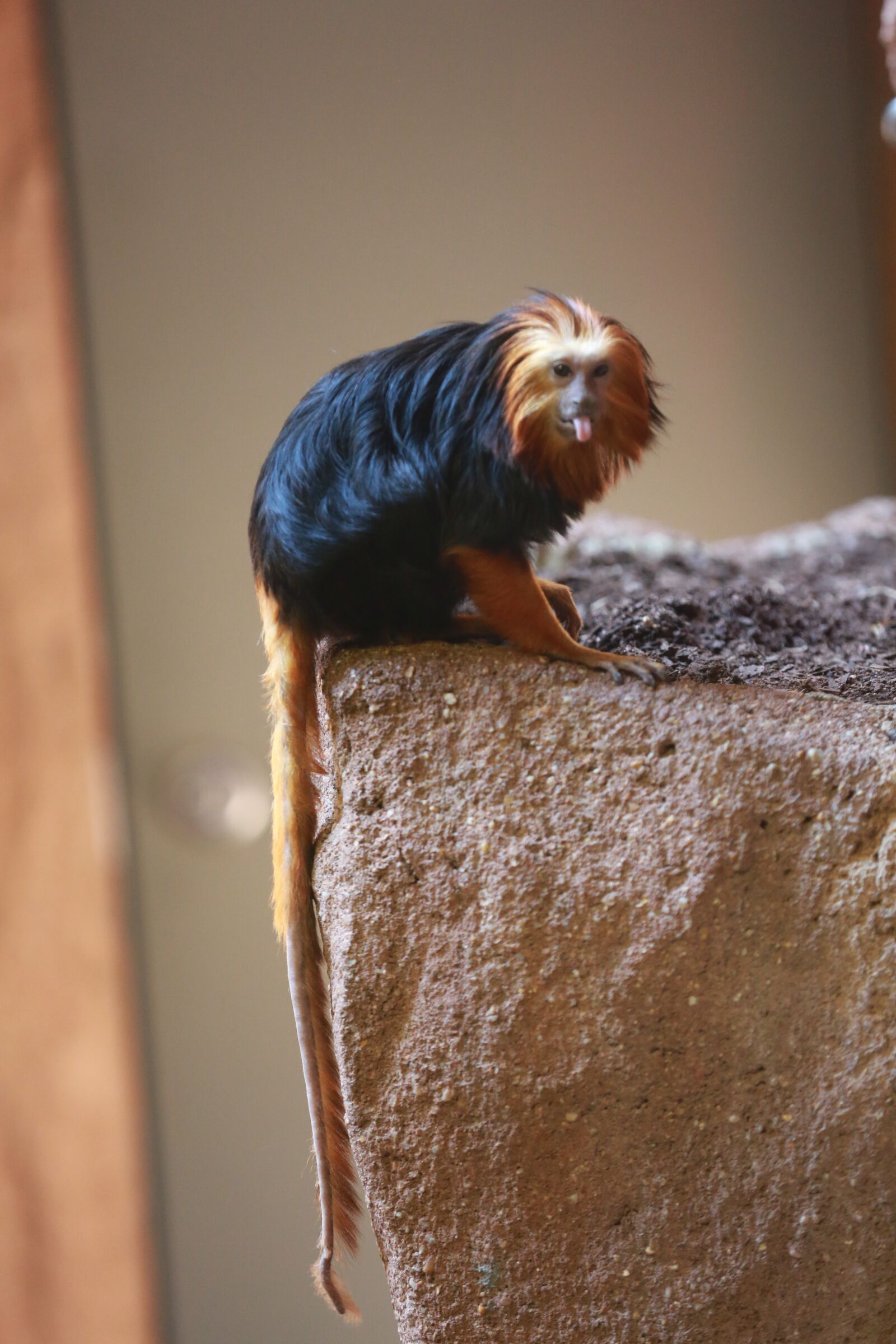 Canon EOS 5D Mark III sample photo. Monkey, zoo, animal photography