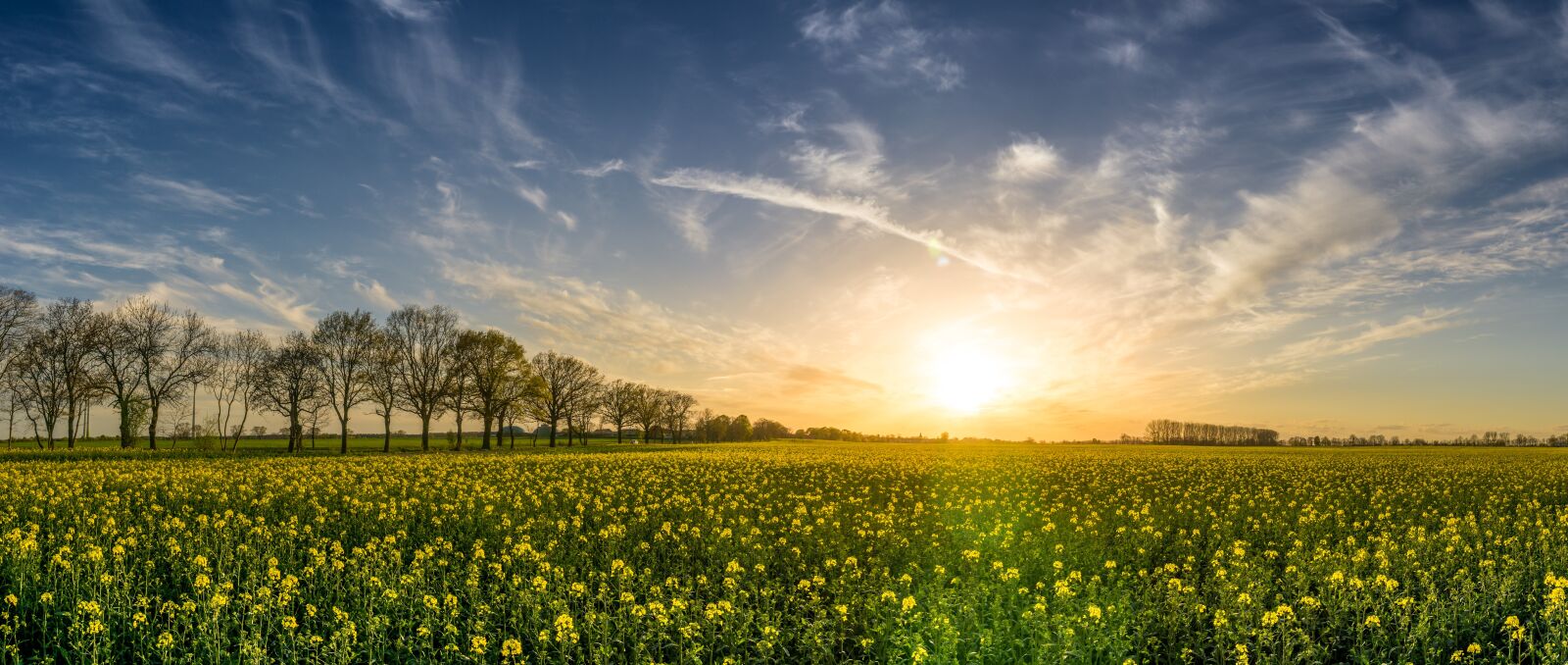 Sony a6000 sample photo. Oilseed rape, field of photography