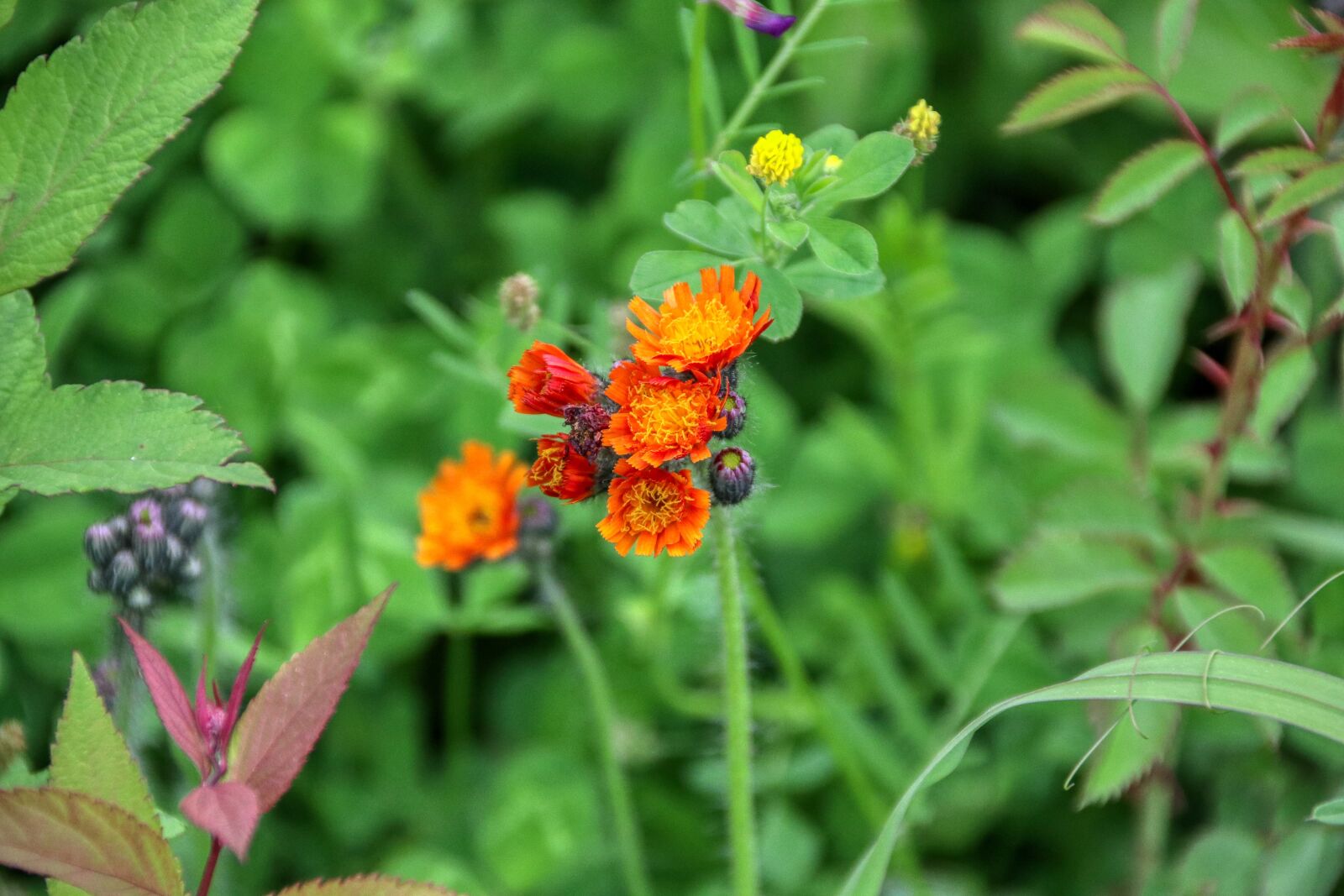 Canon EOS 80D sample photo. Flower, orange, nature photography