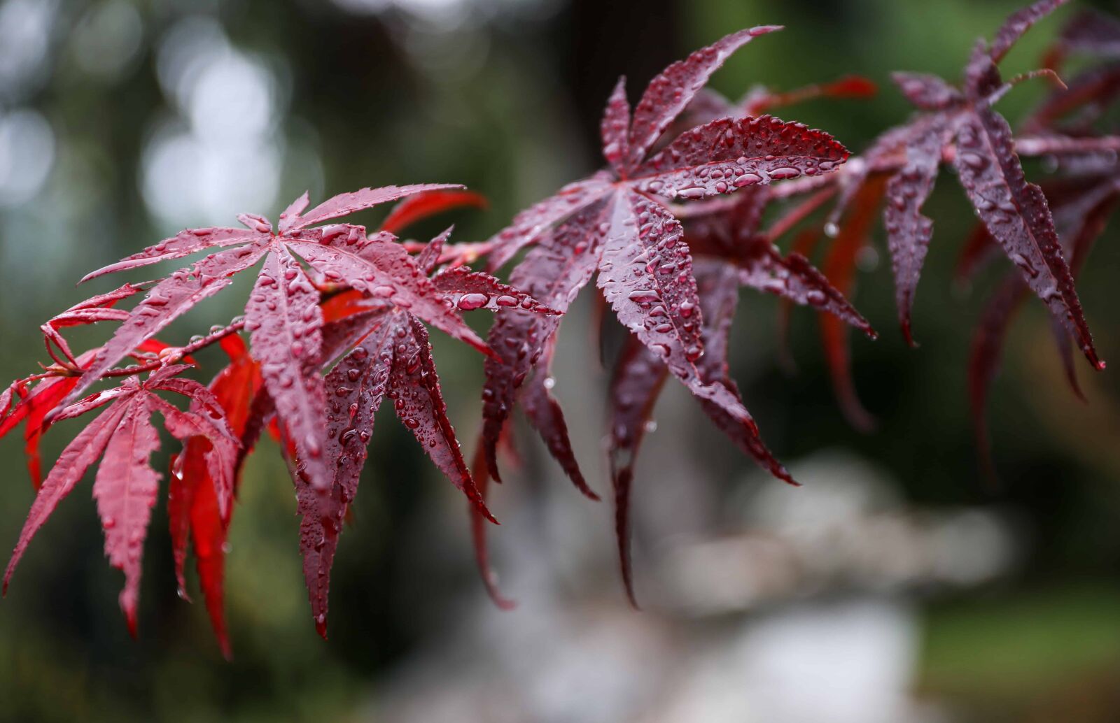 Canon EOS 5D Mark IV sample photo. Nature, dew, rain, moisture photography
