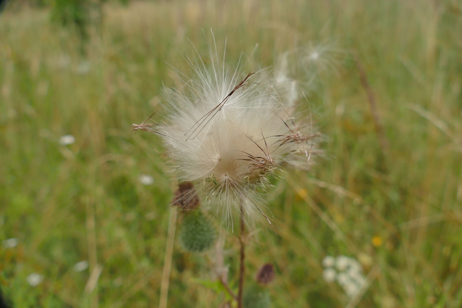 Panasonic Lumix DMC-FZ1000 sample photo. Diestel seeds, close up photography