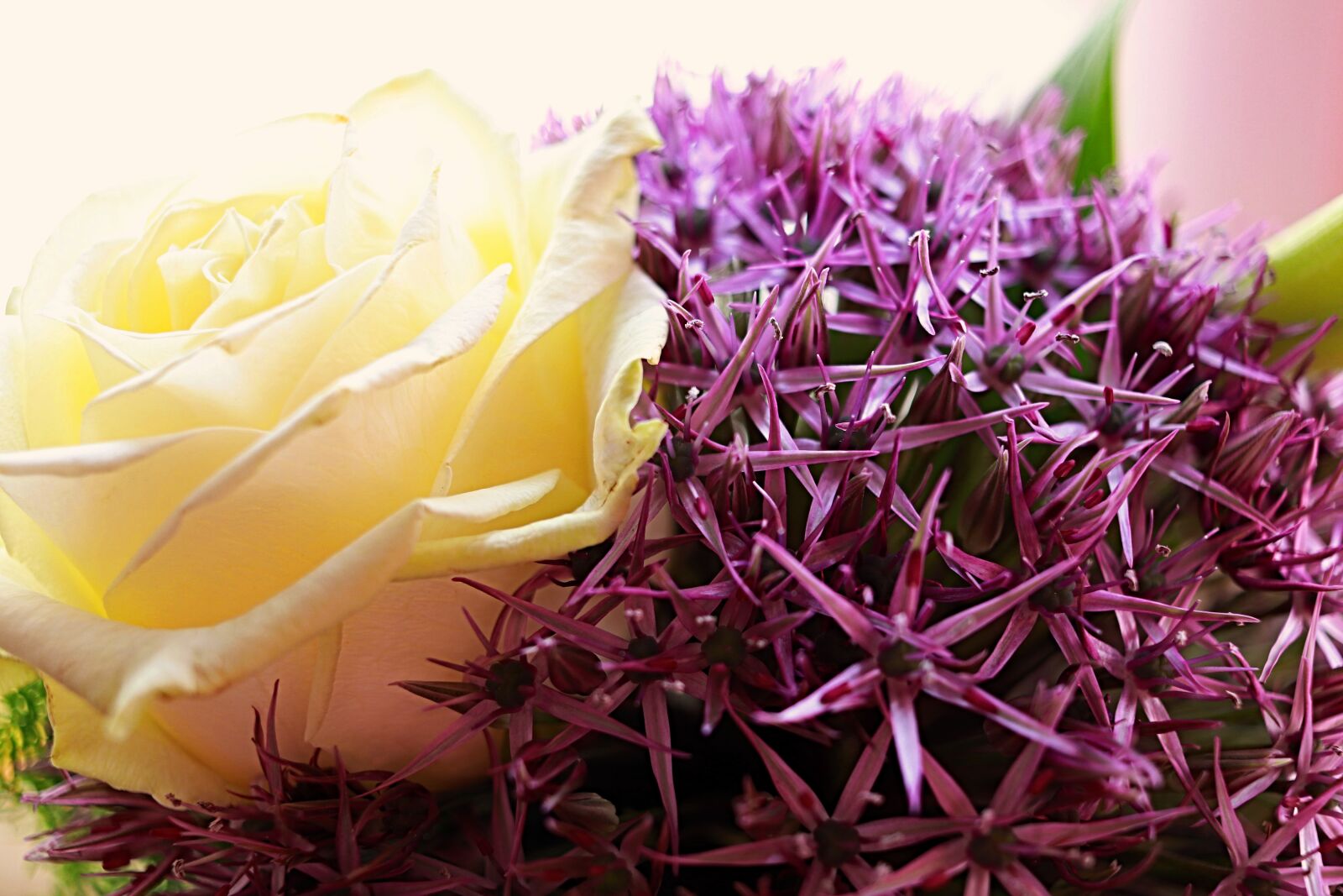 Canon EOS 200D (EOS Rebel SL2 / EOS Kiss X9) sample photo. Rose, bouquet, background photography
