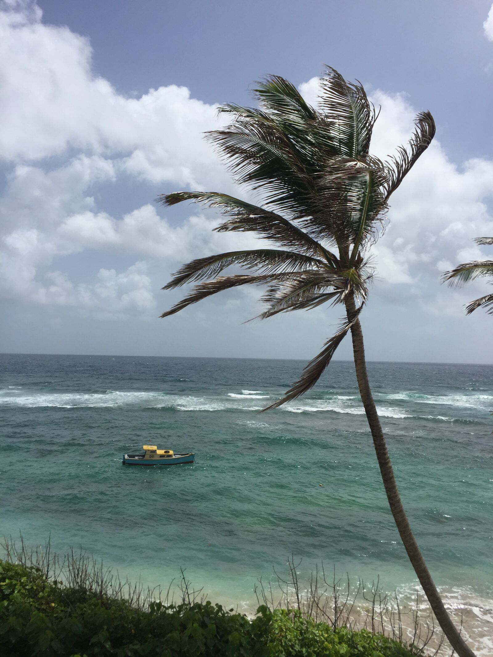 iPhone 6 back camera 4.15mm f/2.2 sample photo. Barbados, coconut tree, windy photography