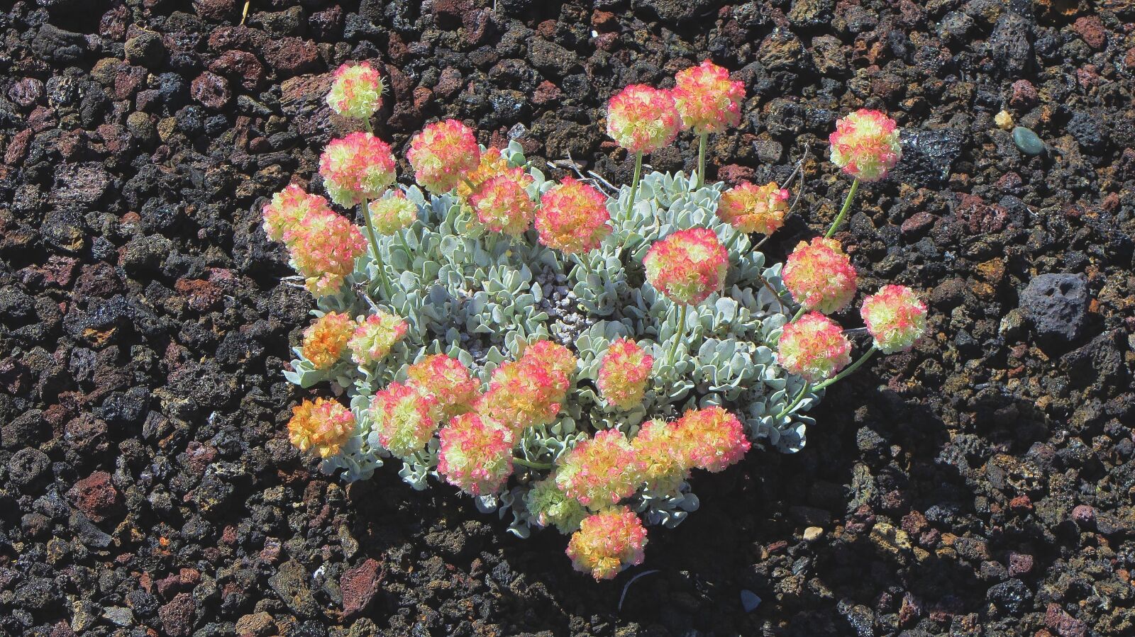 Canon PowerShot SX220 HS sample photo. Buckwheat, lava, embers photography