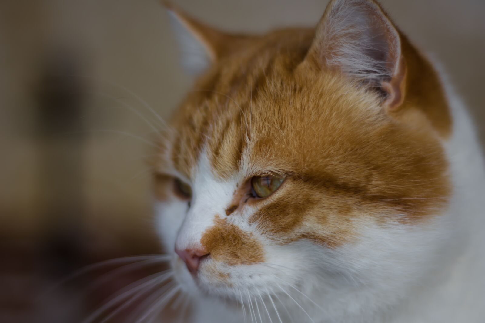 Nikon D7200 sample photo. Cat, pet, animal photography