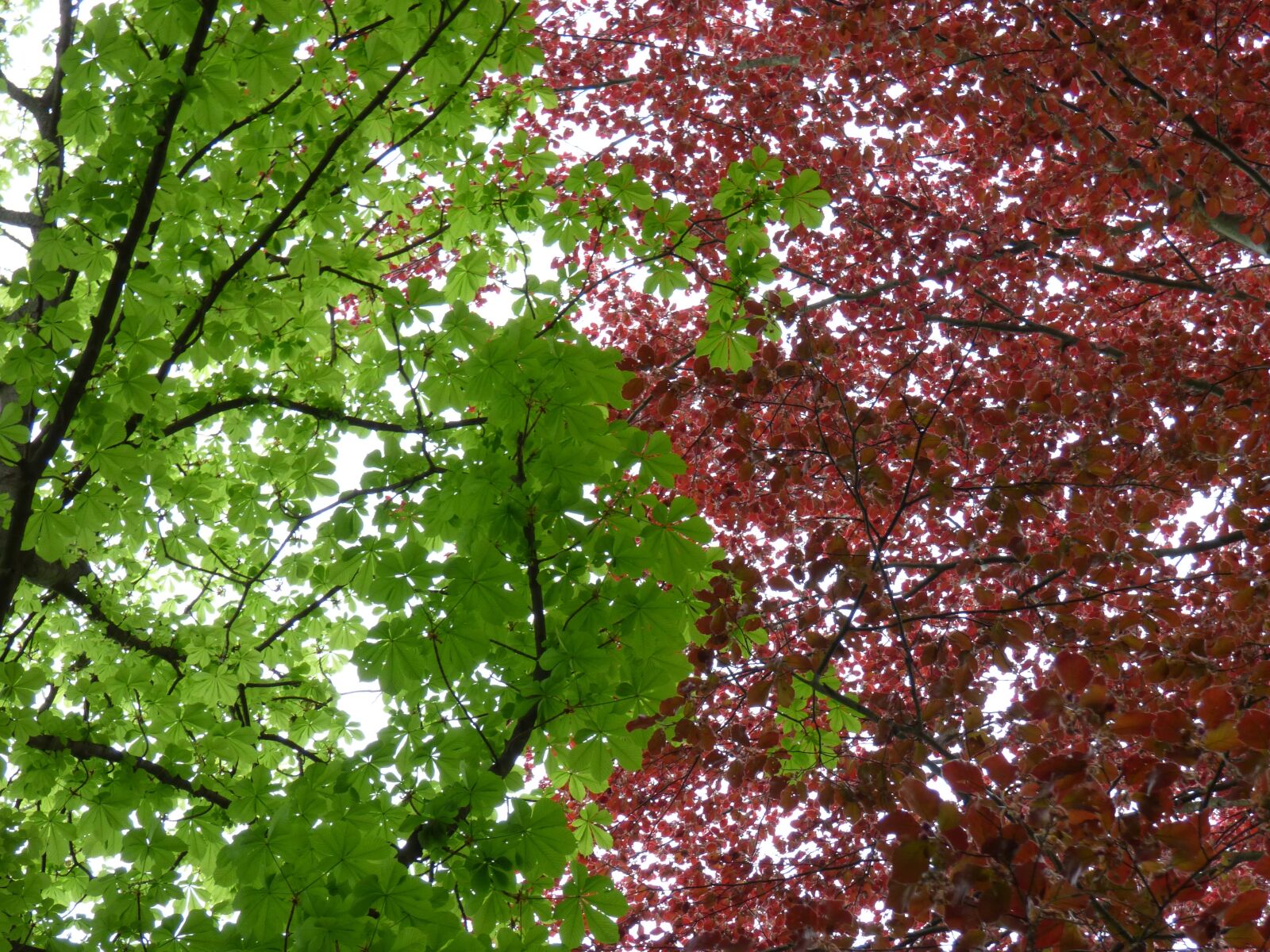 Panasonic DMC-FZ72 sample photo. Foliage, green, red photography