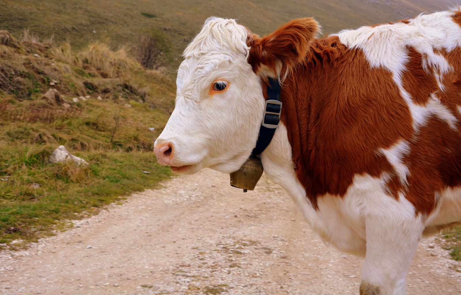 Nikon D7100 sample photo. Cow, bovino, animal photography