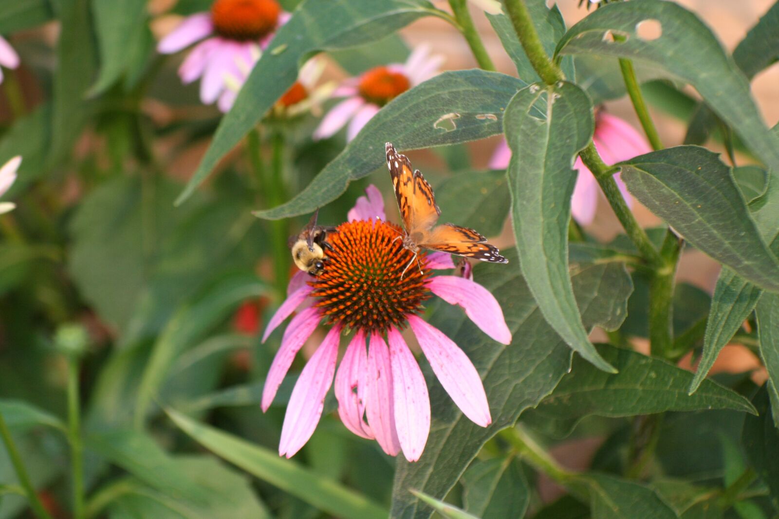 Canon EOS 350D (EOS Digital Rebel XT / EOS Kiss Digital N) sample photo. Bee, butterfly, garden photography