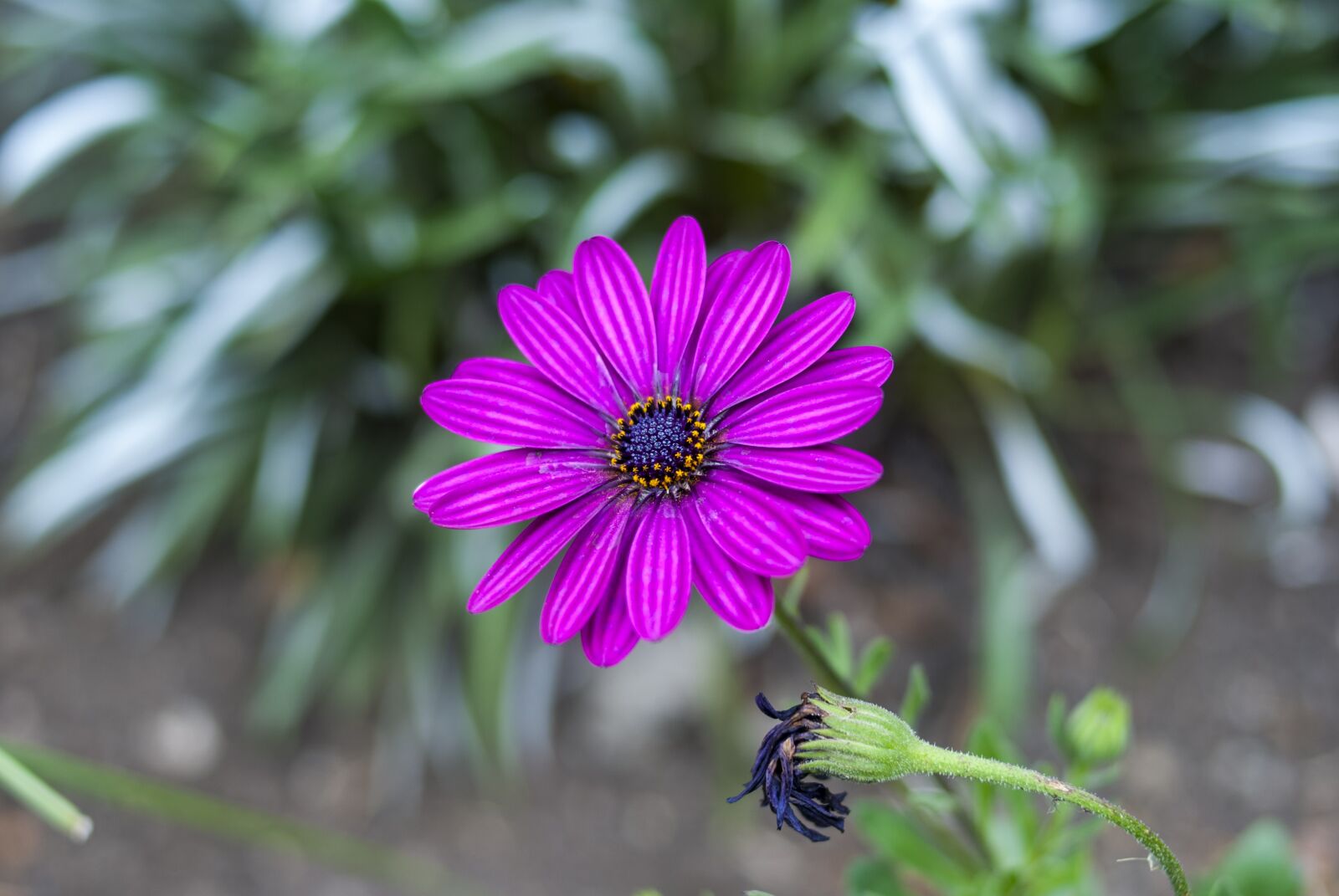 Nikon D60 sample photo. Beautiful flower, nature, plant photography