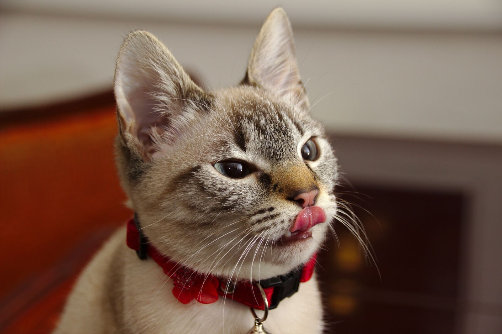 Canon EOS 600D (Rebel EOS T3i / EOS Kiss X5) sample photo. Cat, cute, fluffy photography