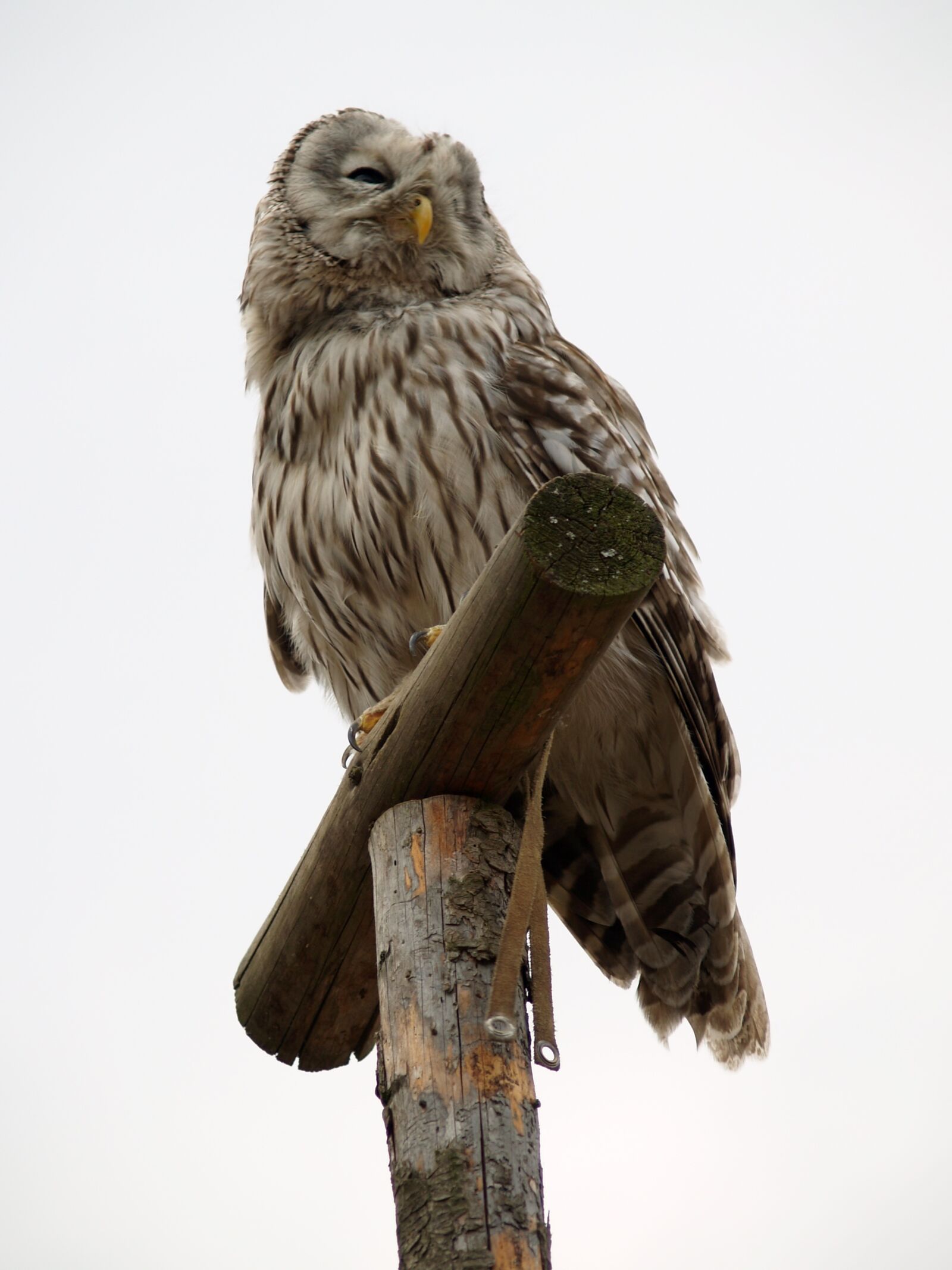 Olympus E-500 (EVOLT E-500) sample photo. Owl, predator, bird photography