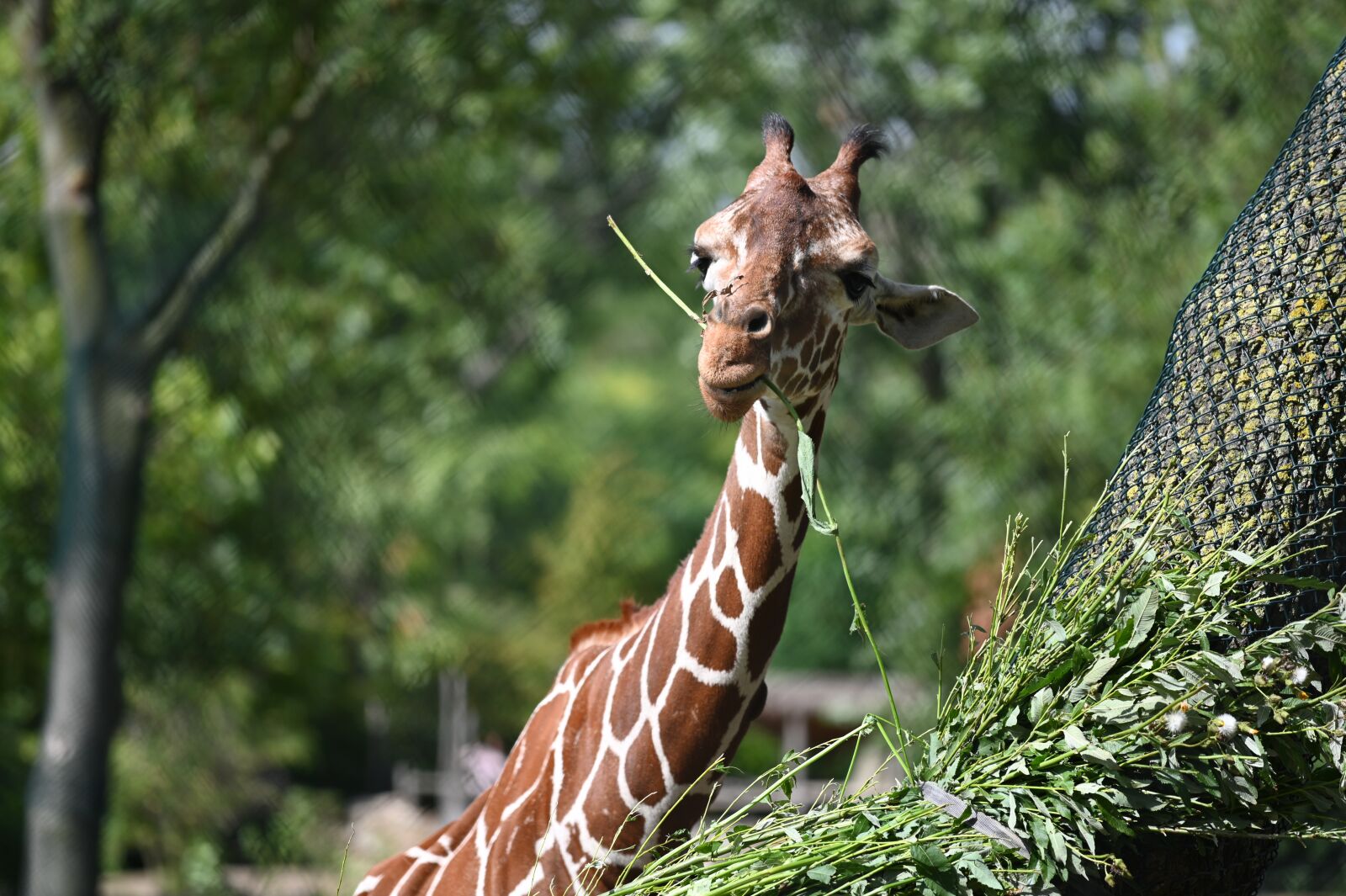 Nikon Z6 sample photo. Zoo, giraffe, stains photography