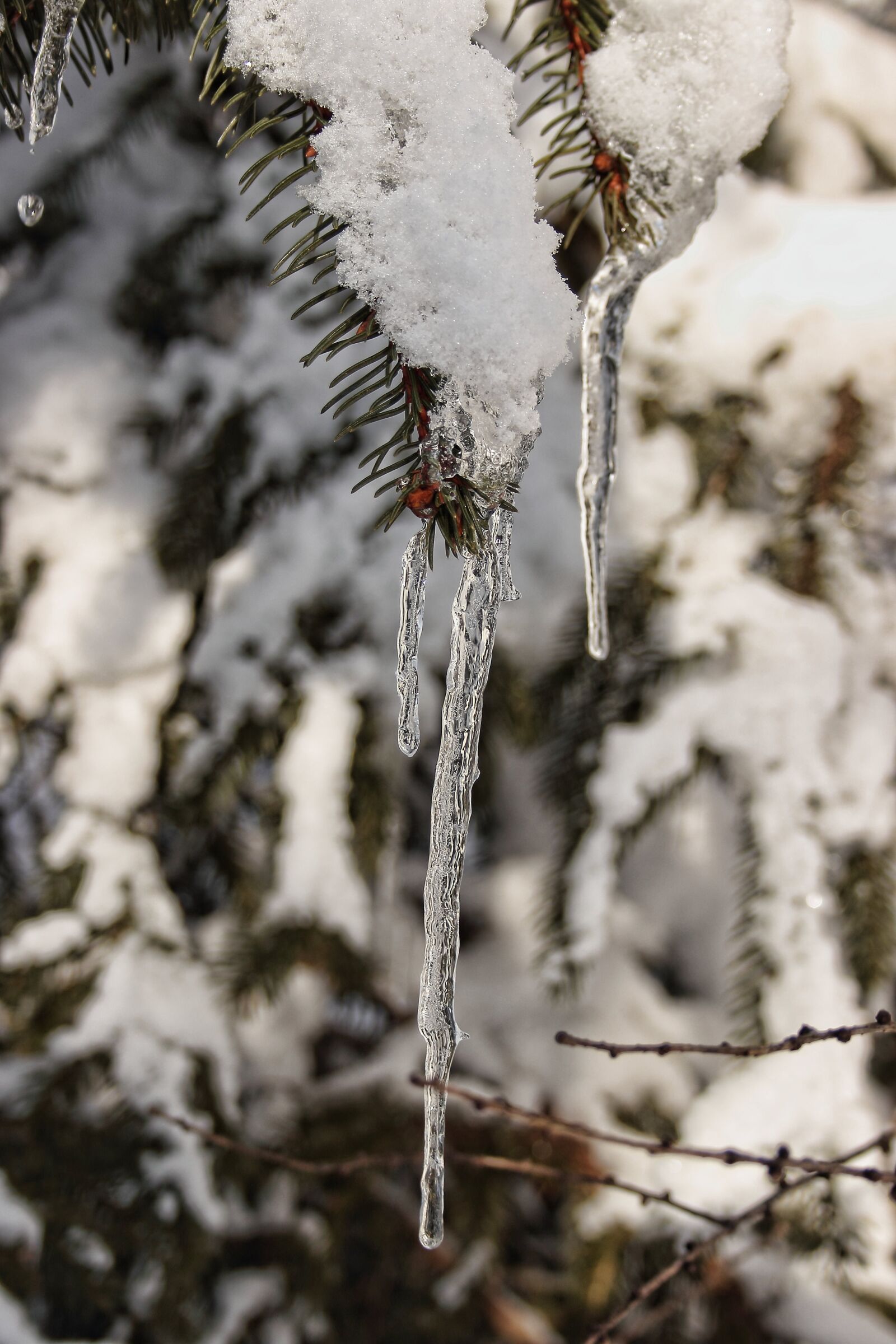 Canon EF-S 18-55mm F3.5-5.6 II sample photo. Winter, snow, icicle photography