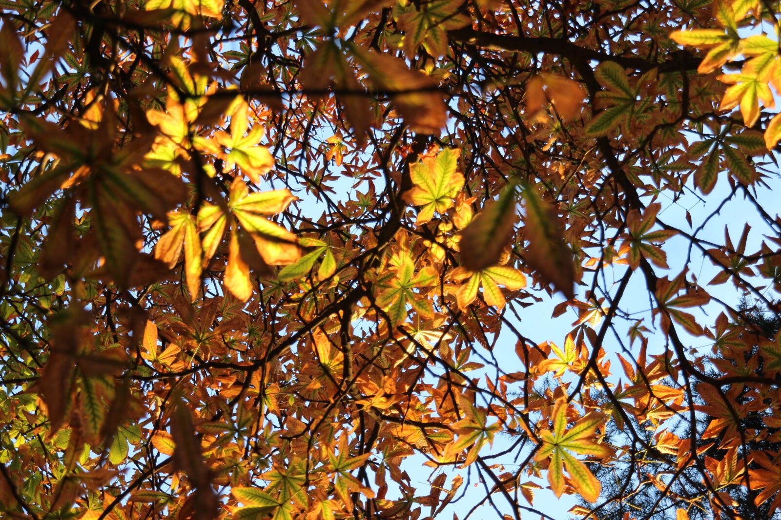 Canon EOS 600D (Rebel EOS T3i / EOS Kiss X5) sample photo. Autumn, leaves, emerge photography