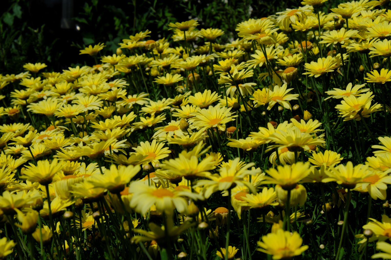 Fujifilm X-T2 + Fujifilm XF 18-55mm F2.8-4 R LM OIS sample photo. Flowers, yellow, summer photography