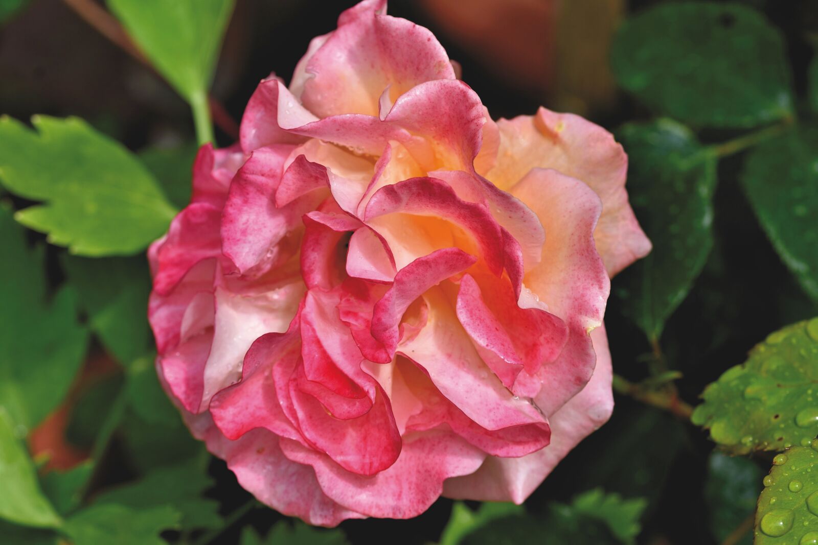 Nikon D7200 sample photo. Rose, rose bloom, garden photography
