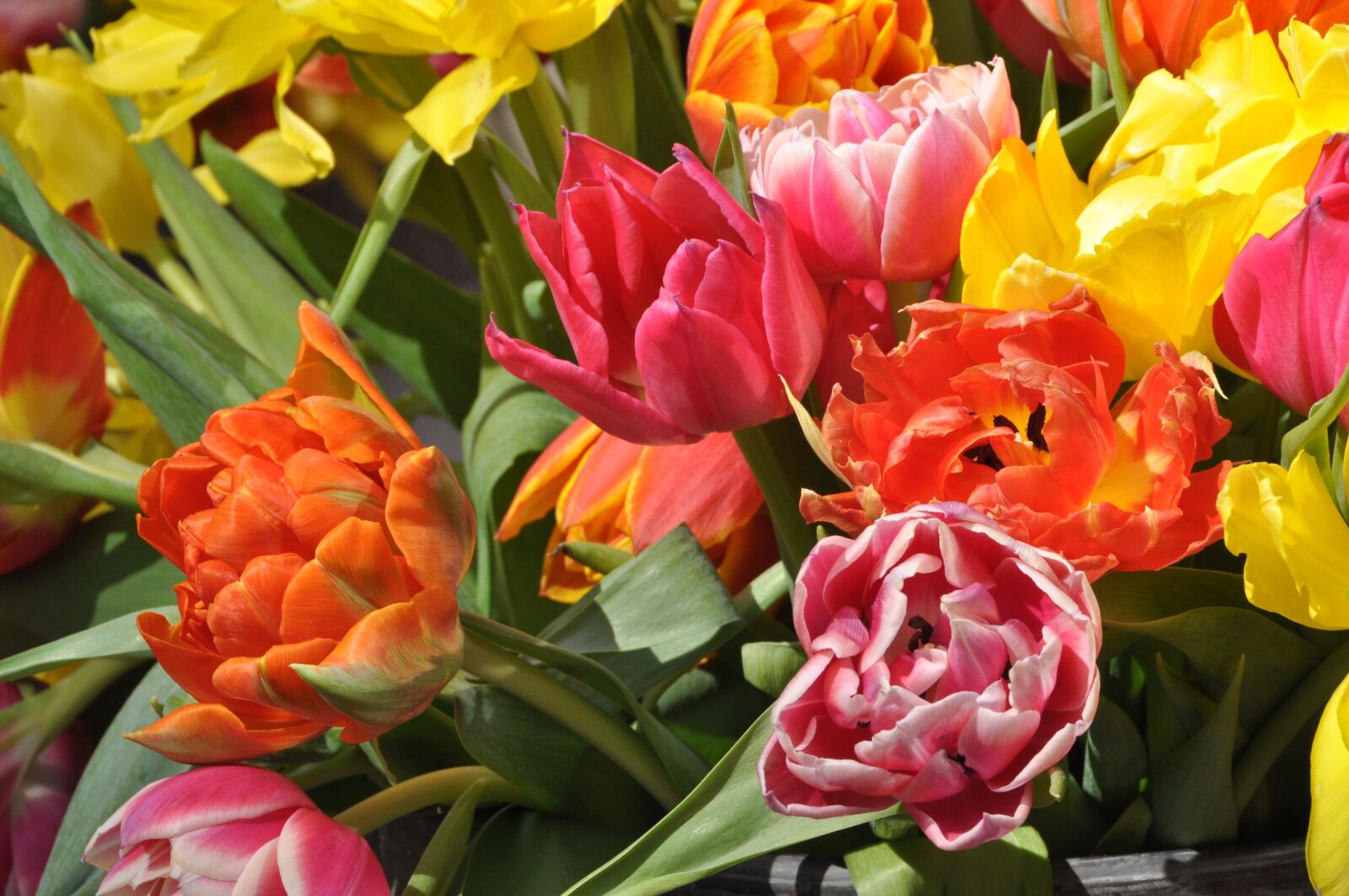 Nikon D5000 sample photo. Tulip, flower, plant photography
