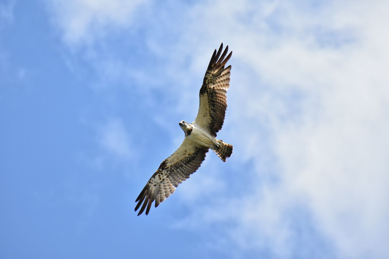 Nikon D7200 sample photo. Animal, sky, bird photography