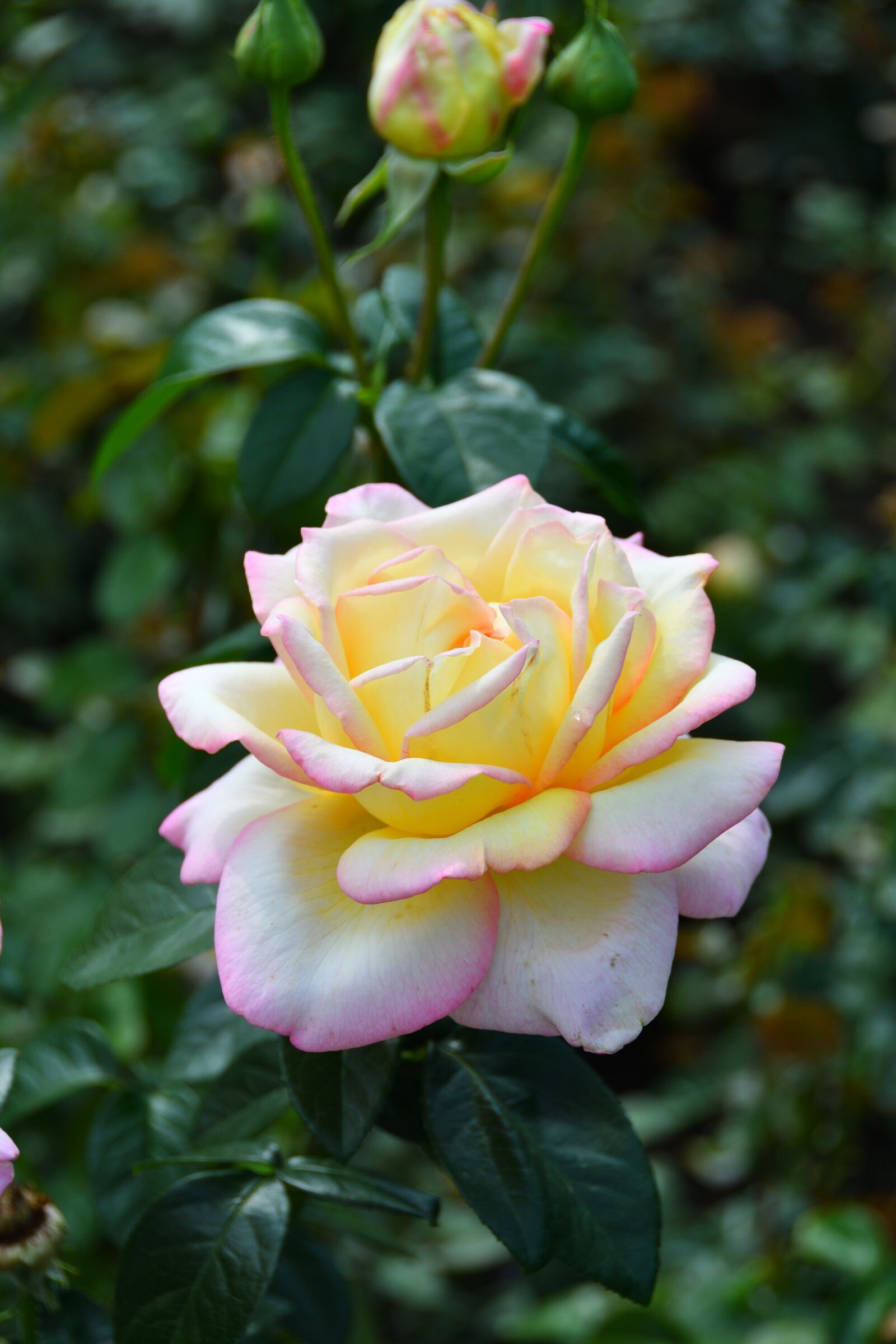 Nikon D500 sample photo. Rose, roses, flower photography