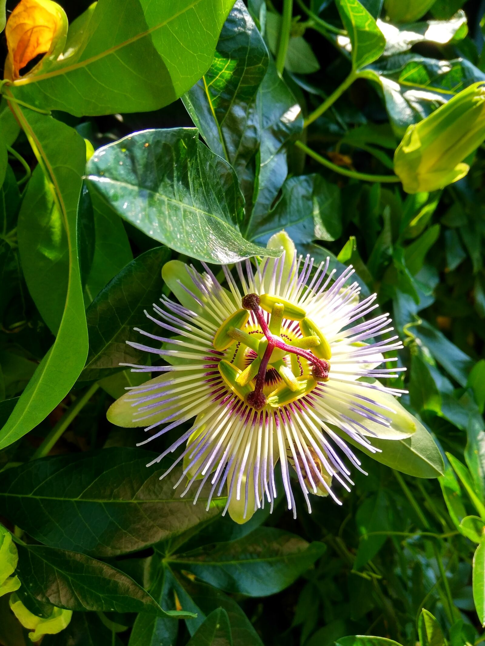 Xiaomi Redmi 4 Pro sample photo. Flowers, plants, nature photography