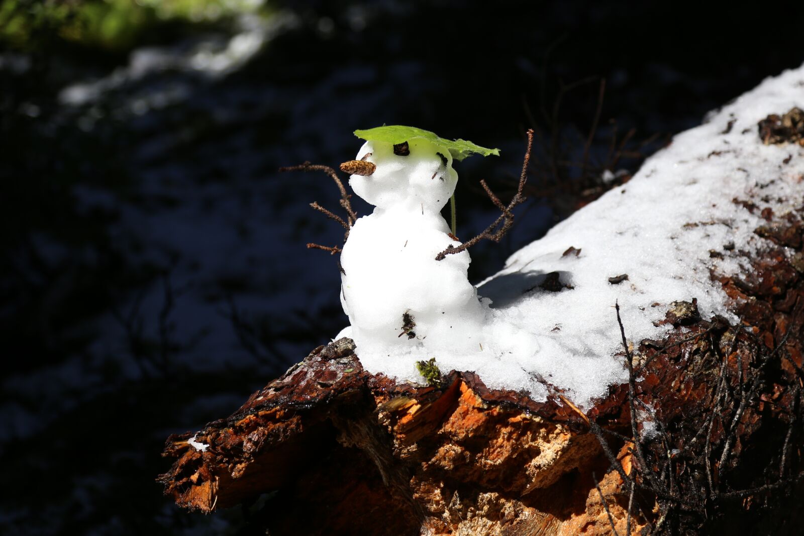 Canon EOS 6D + Canon EF 24-105mm F4L IS USM sample photo. Snow man, sneeuwpop, cute photography