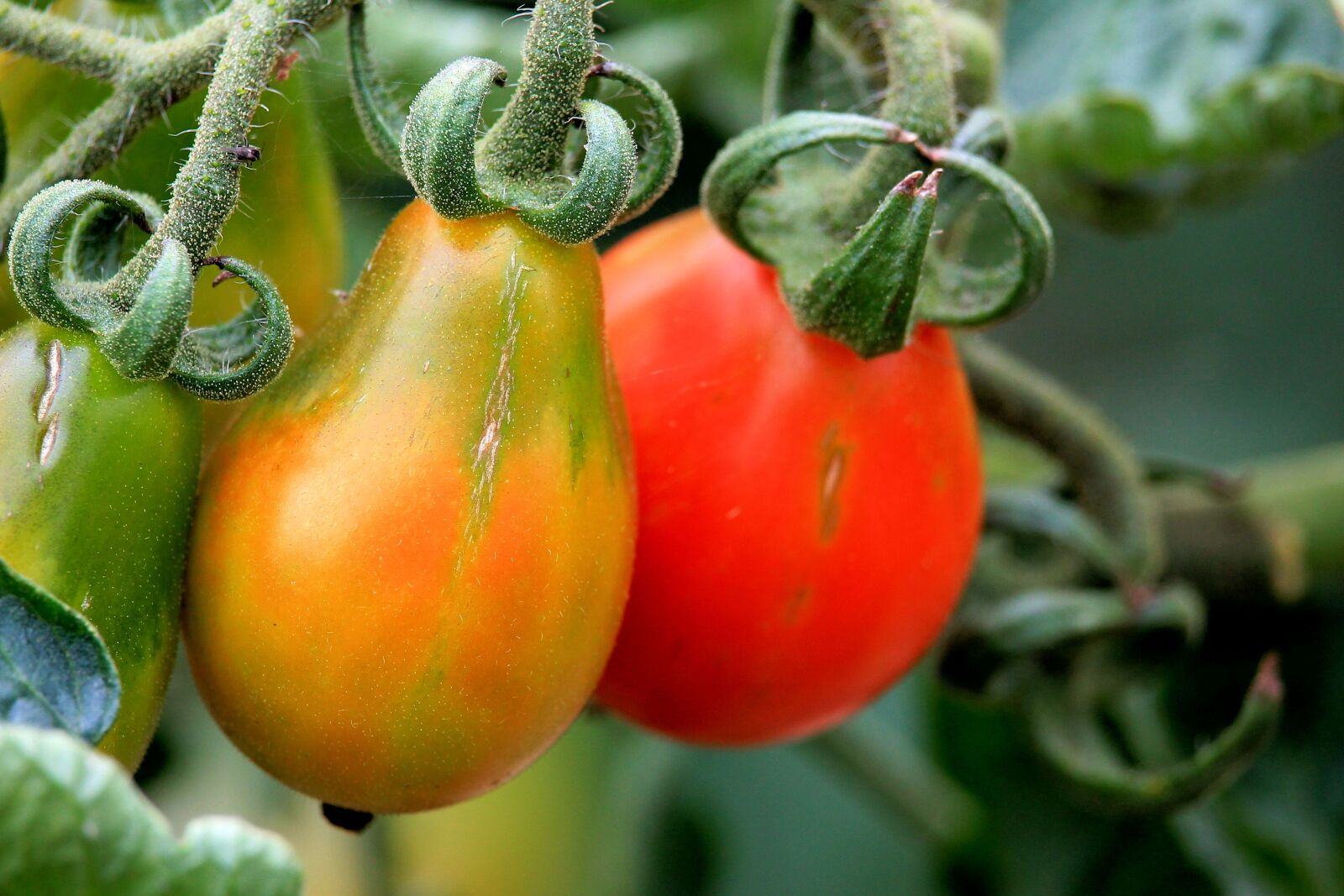 Canon EF-S 55-250mm F4-5.6 IS STM sample photo. Tomato, red, vegetables photography