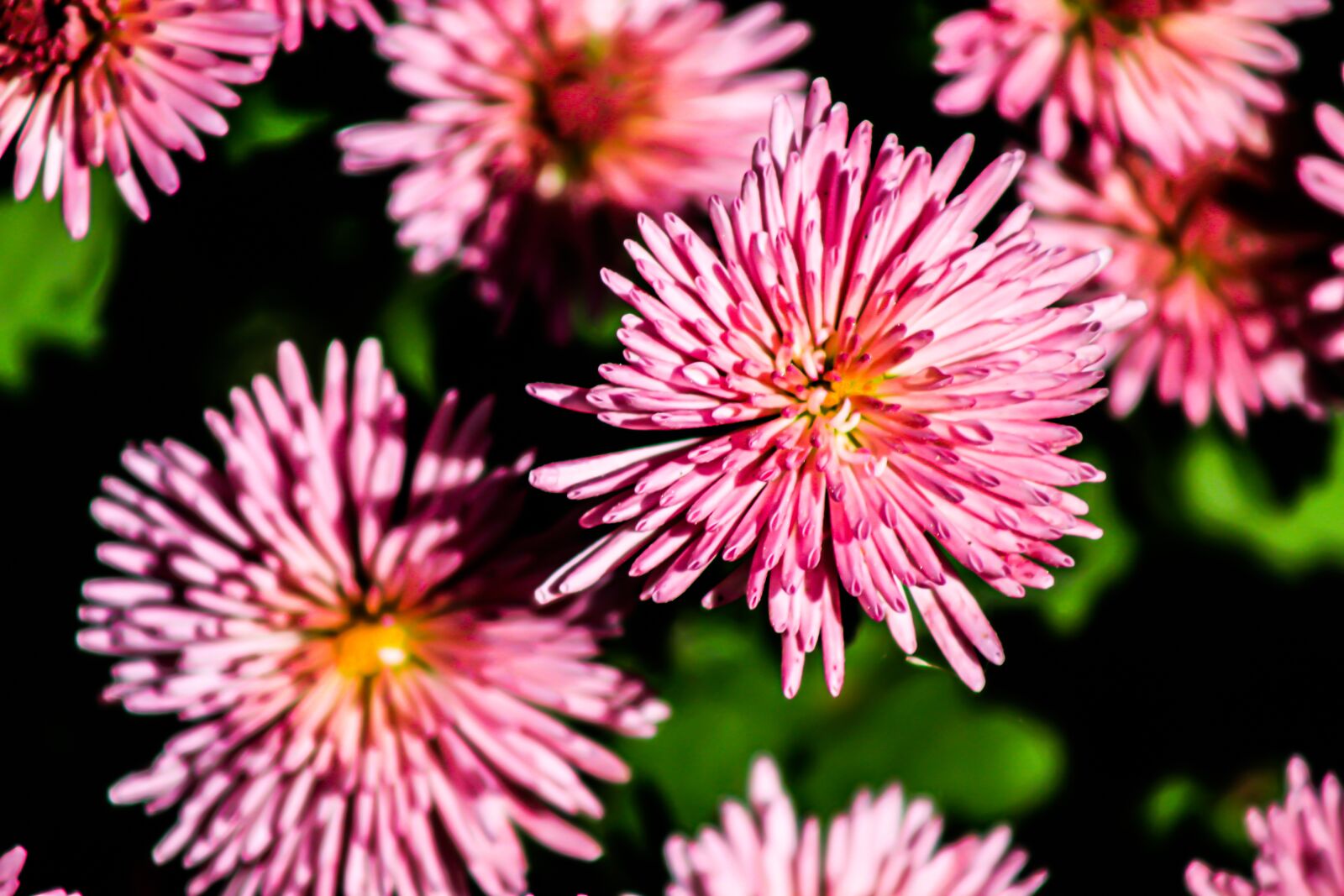 EF75-300mm f/4-5.6 sample photo. Flowers, pink flowers, blossom photography