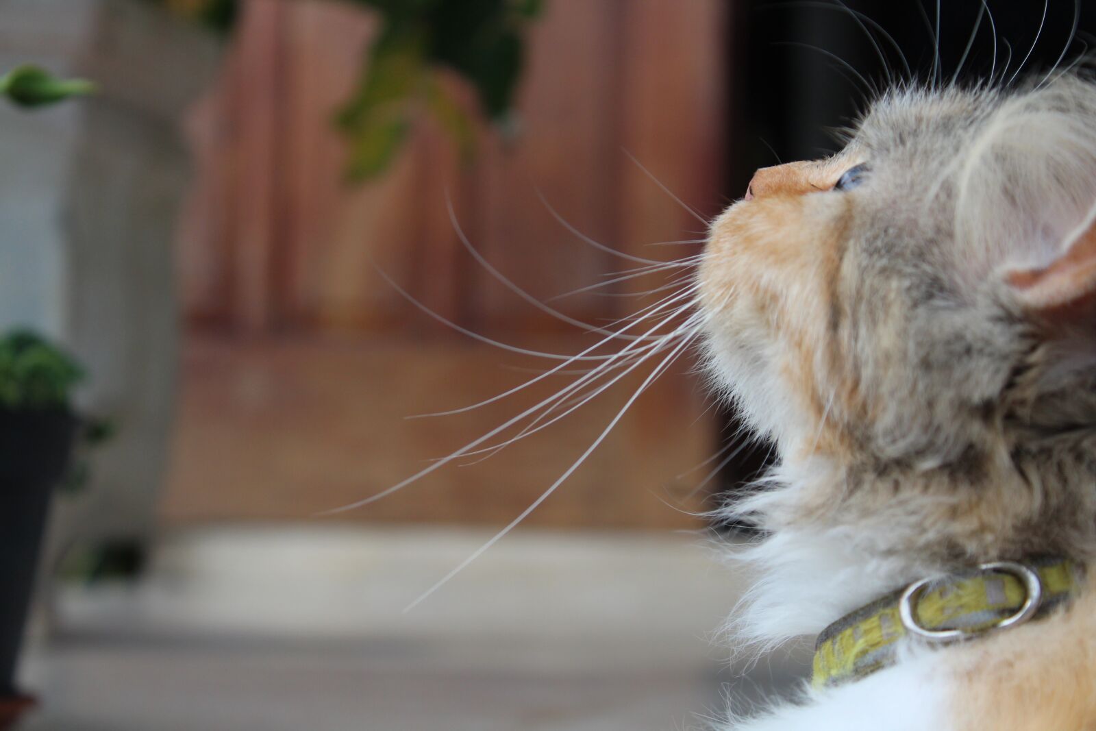 Canon EOS 1200D (EOS Rebel T5 / EOS Kiss X70 / EOS Hi) sample photo. Cat, pet, animals photography