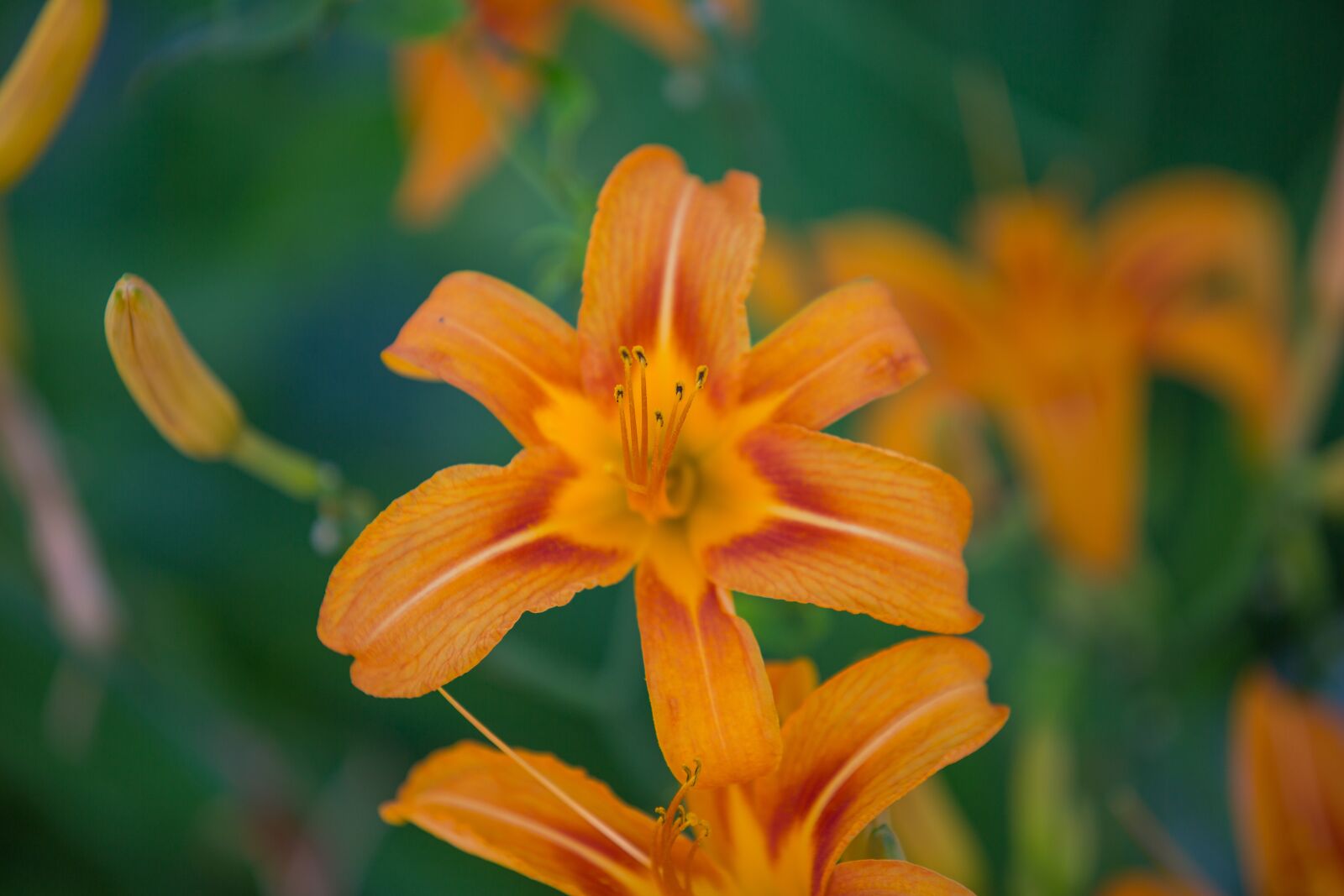 Canon EOS 5D Mark III + Canon EF 70-200mm F2.8L USM sample photo. Tiger lily, flower, summer photography