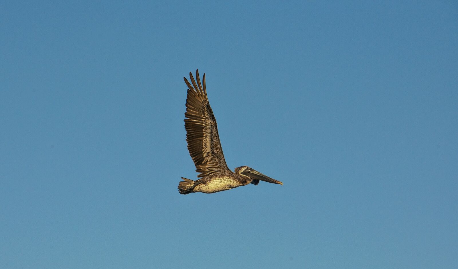 Nikon D800 sample photo. Flying bird, bird, birds photography