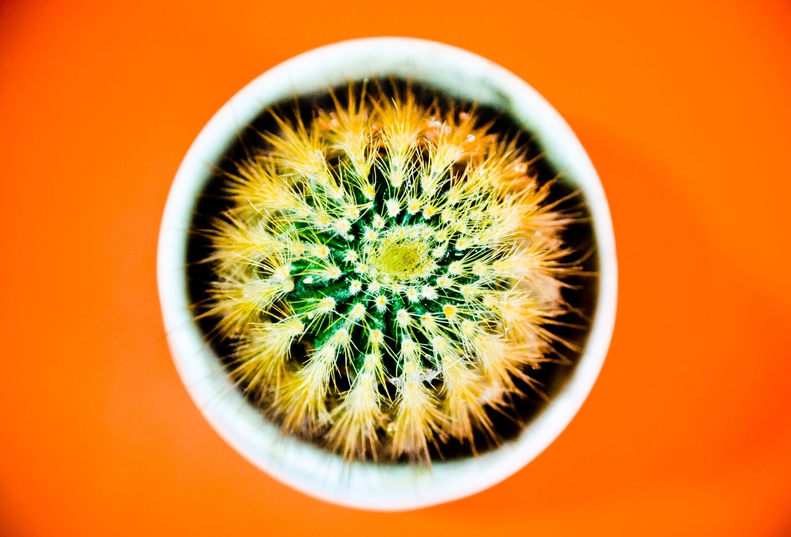 Nikon D3100 sample photo. Cactus, orange, view photography