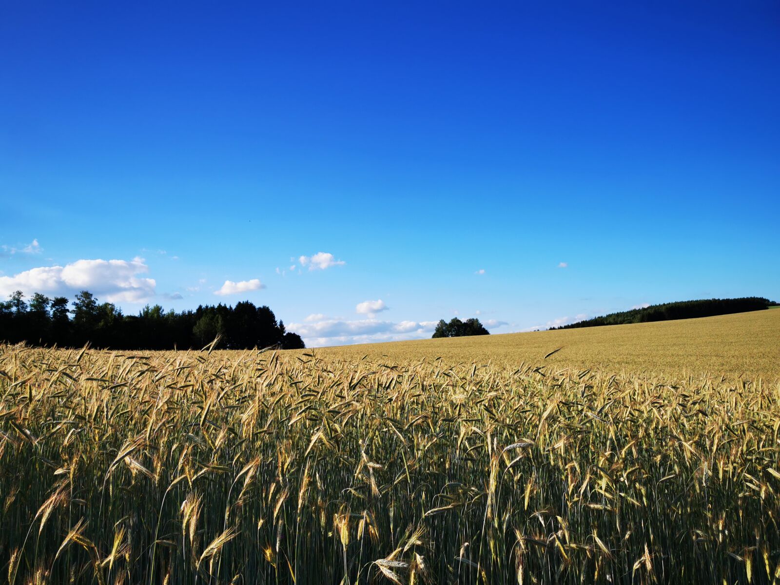 HUAWEI P30 Pro sample photo. Field, rye, summer photography