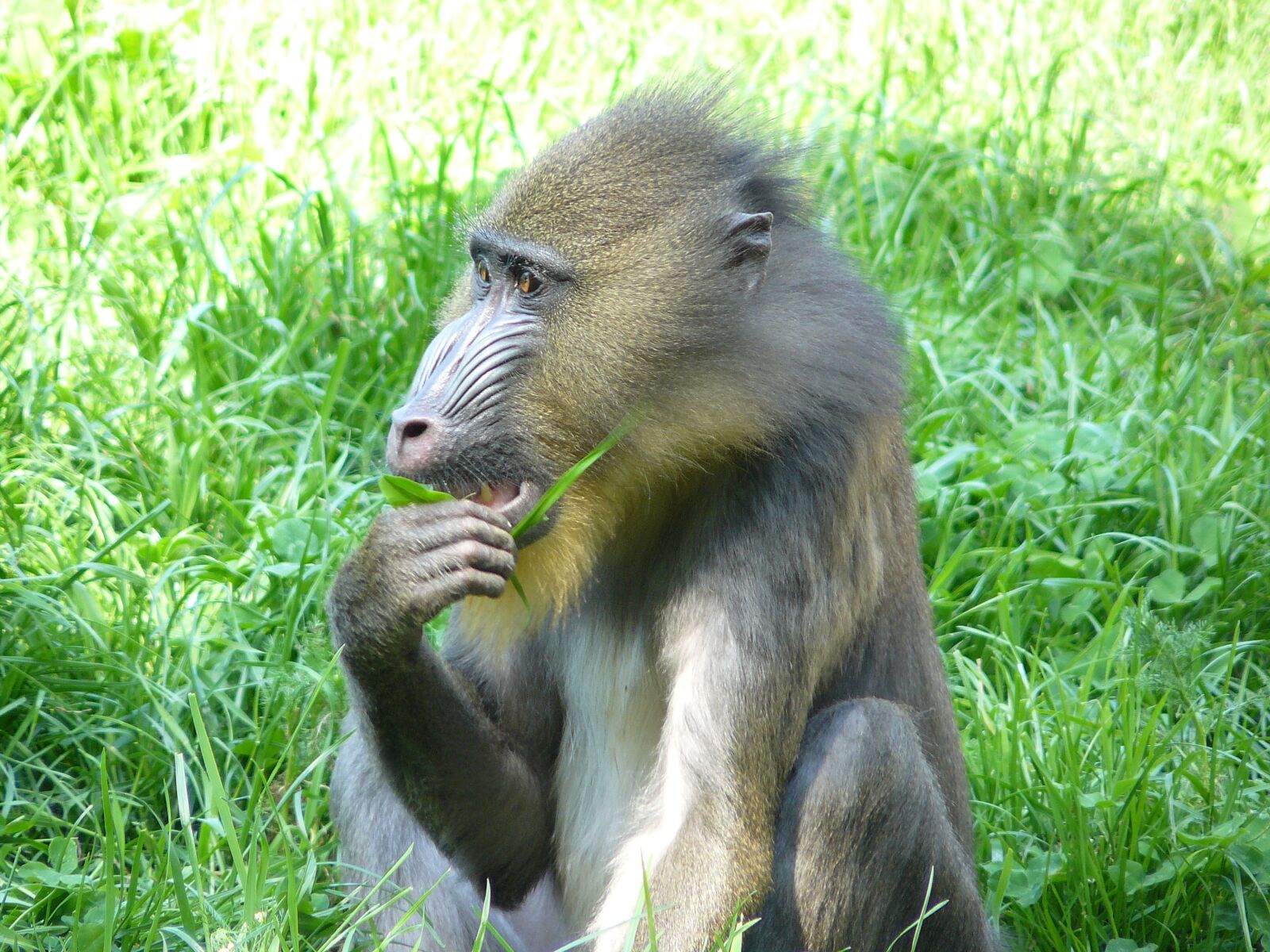 Panasonic DMC-FZ8 sample photo. Monkey, baboon, primate photography