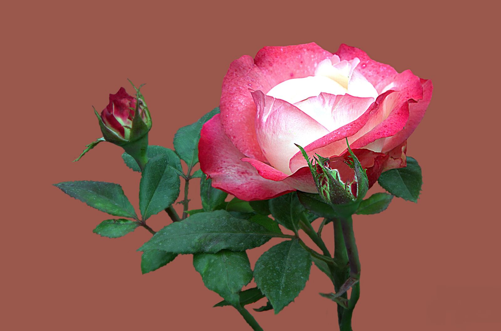 Canon EOS 7D sample photo. Floribunda, rosengarten bad kissingen photography