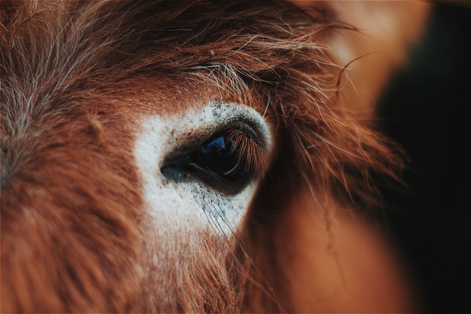 Canon EOS 1200D (EOS Rebel T5 / EOS Kiss X70 / EOS Hi) sample photo. Animal, close-up, eye photography